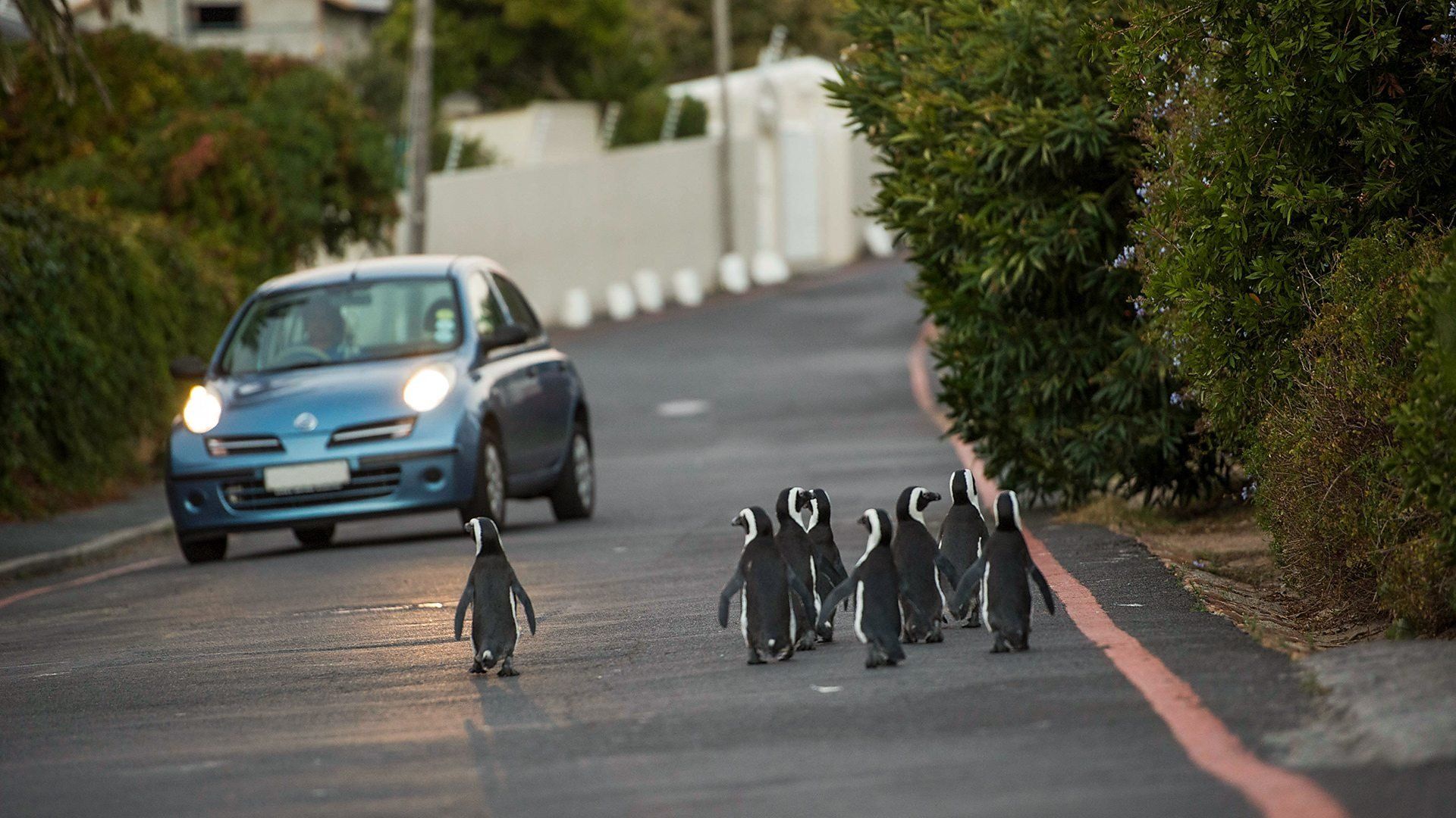 Cities: Nature's New Wild background