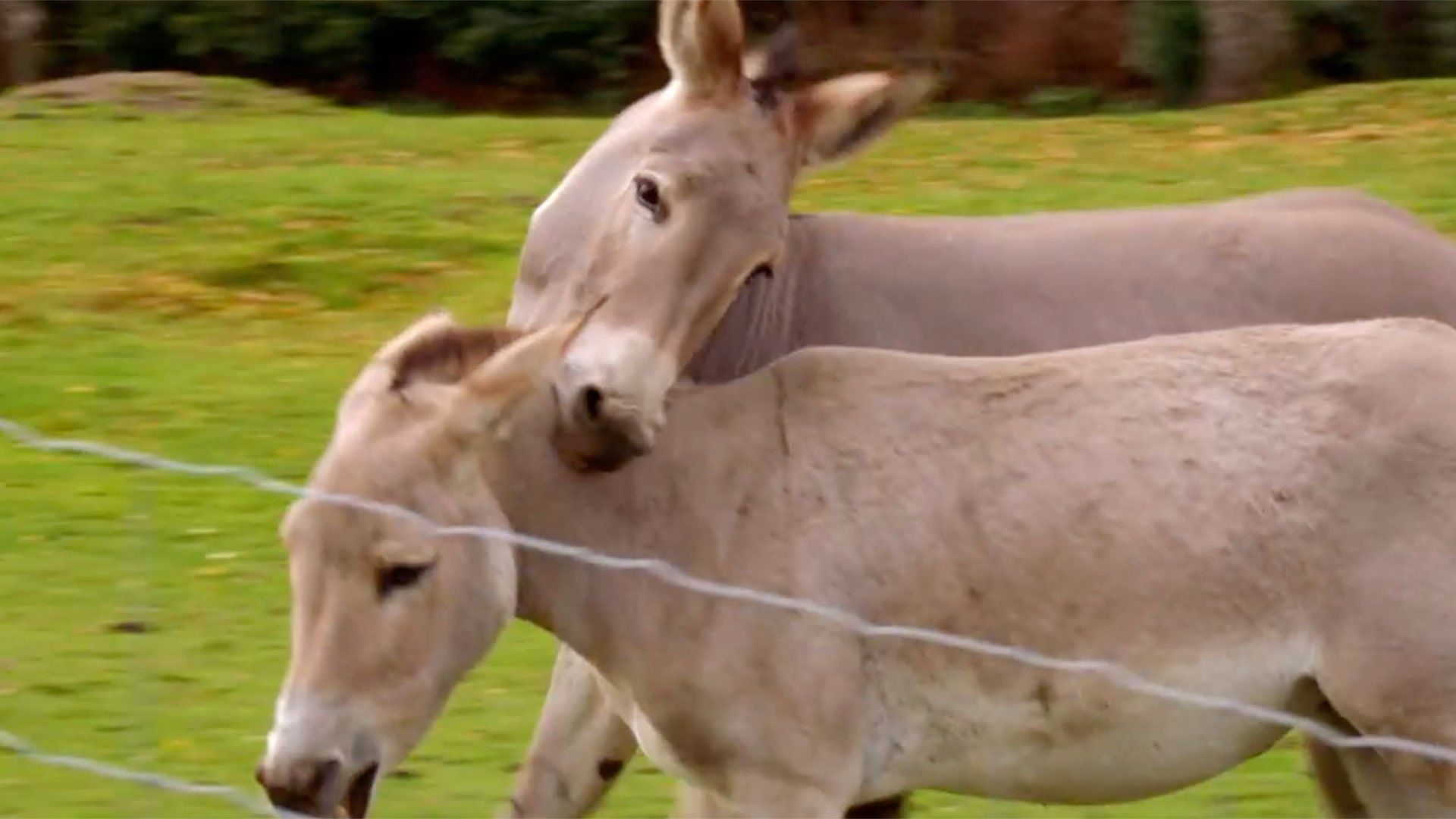 Secret Life of the Safari Park background