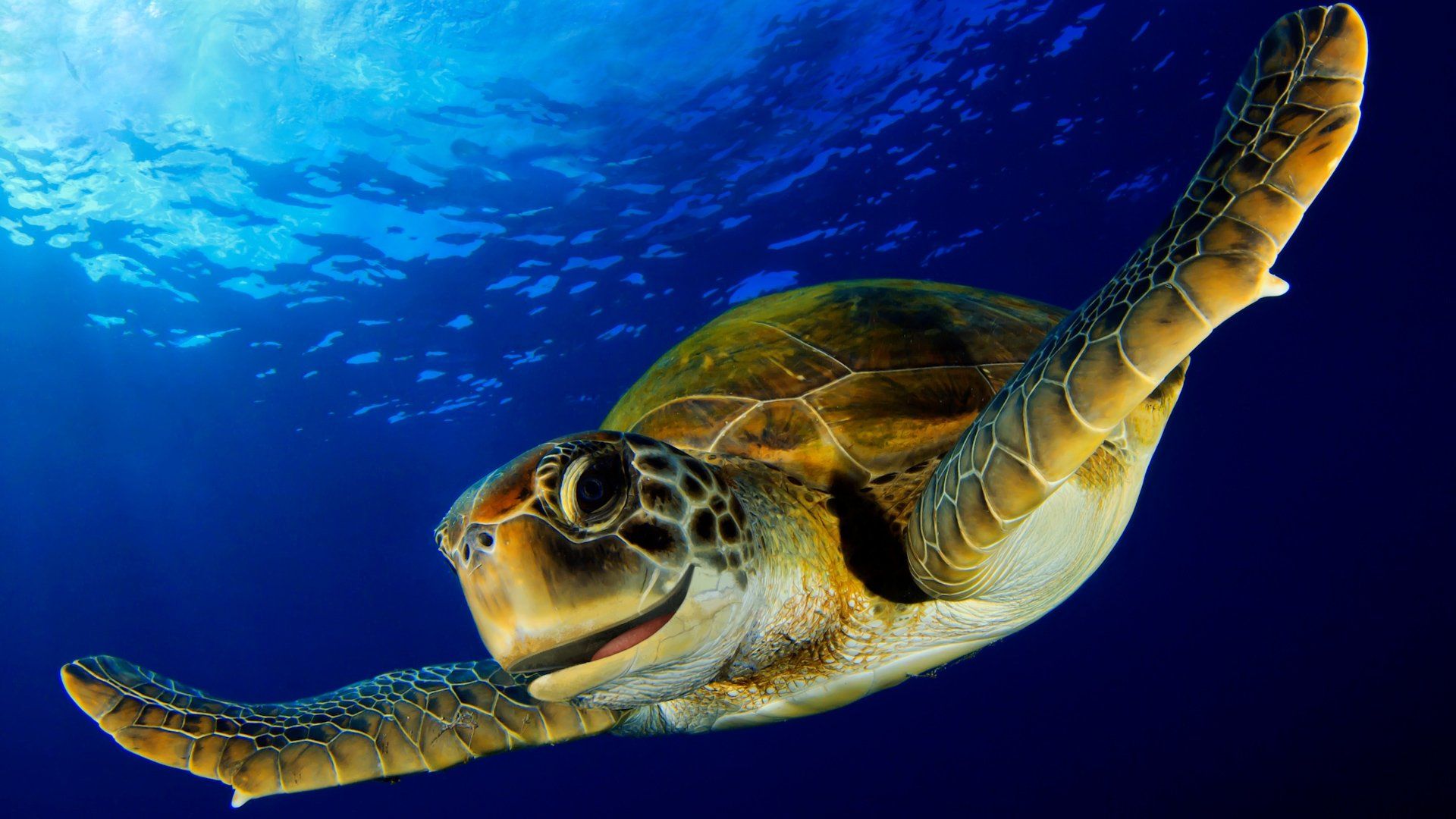 Reef School background