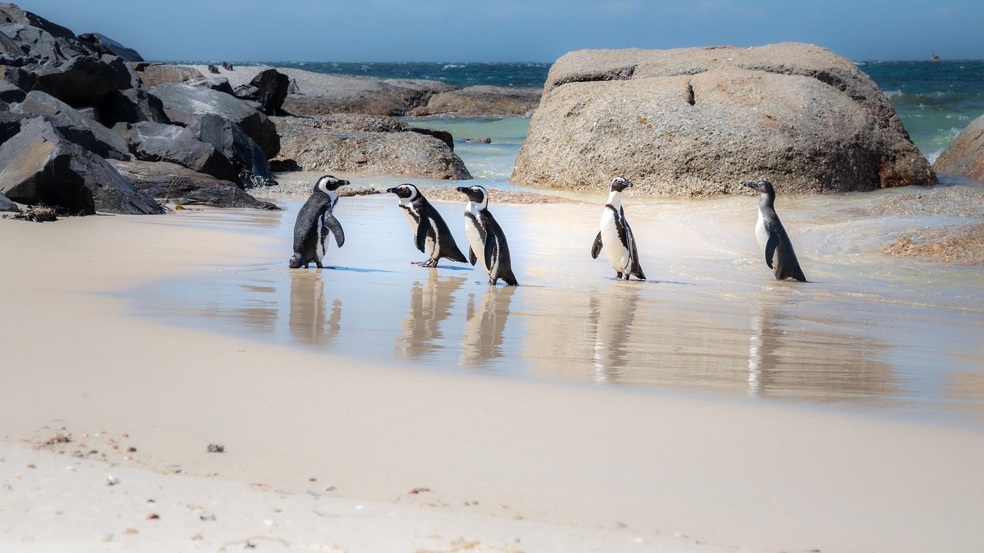 Penguin Town background