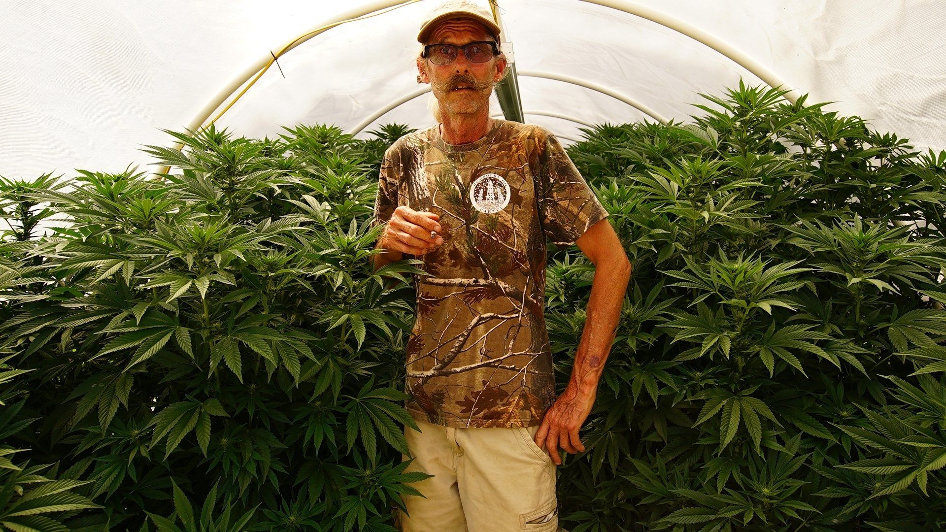 Weediquette background