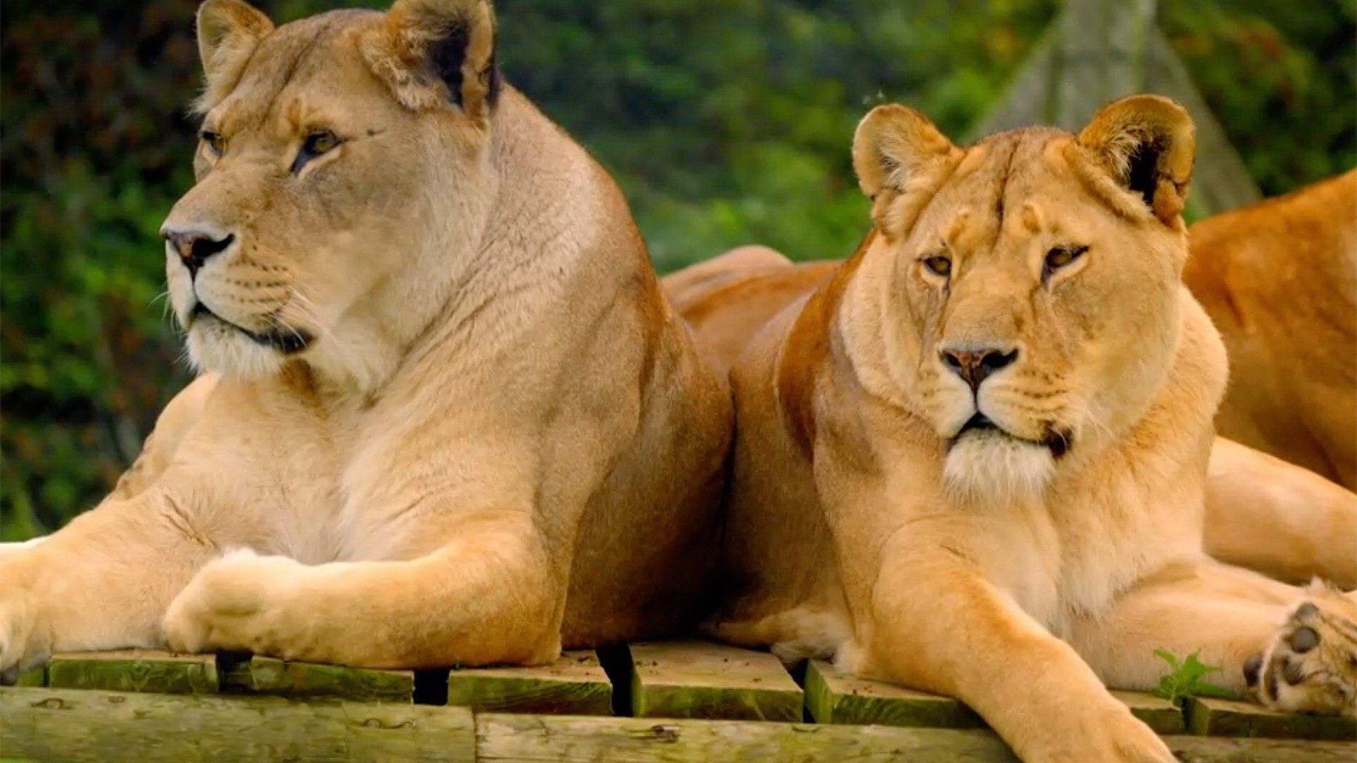 Secret Life of the Safari Park background