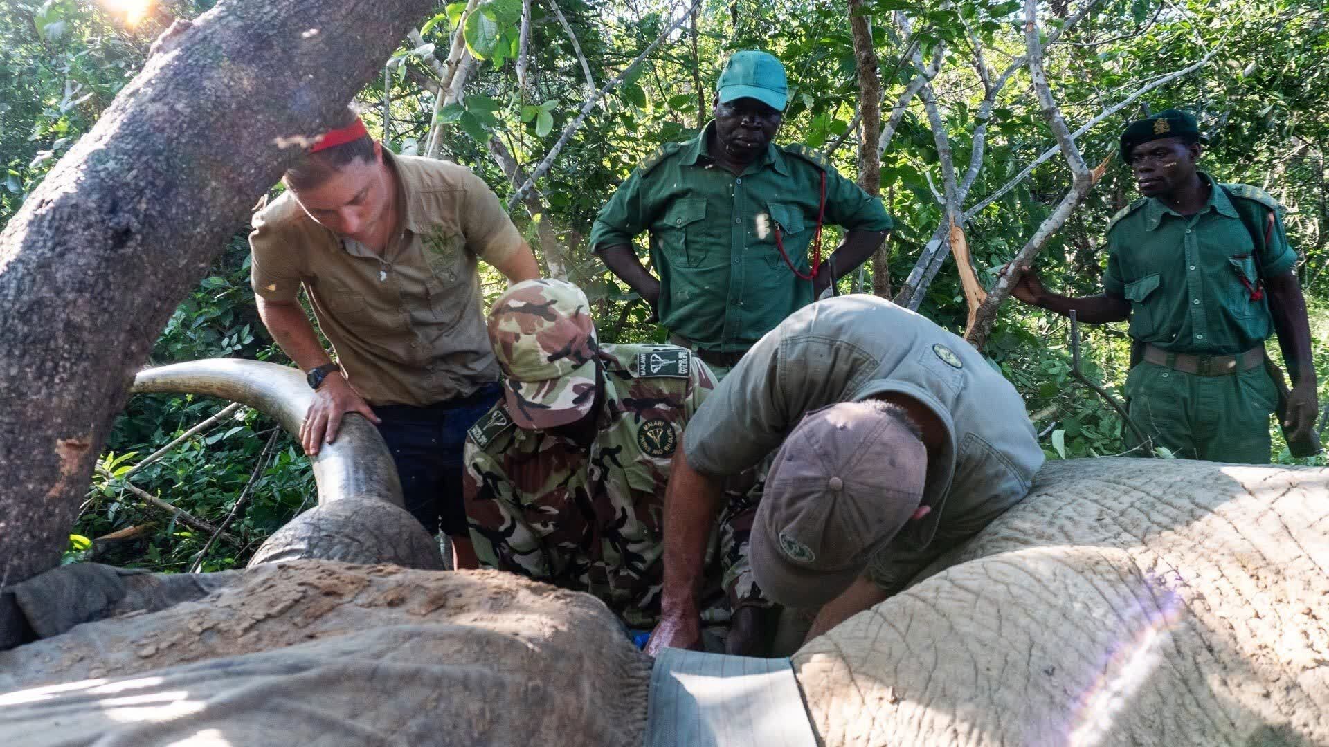 Malawi Wildlife Rescue background