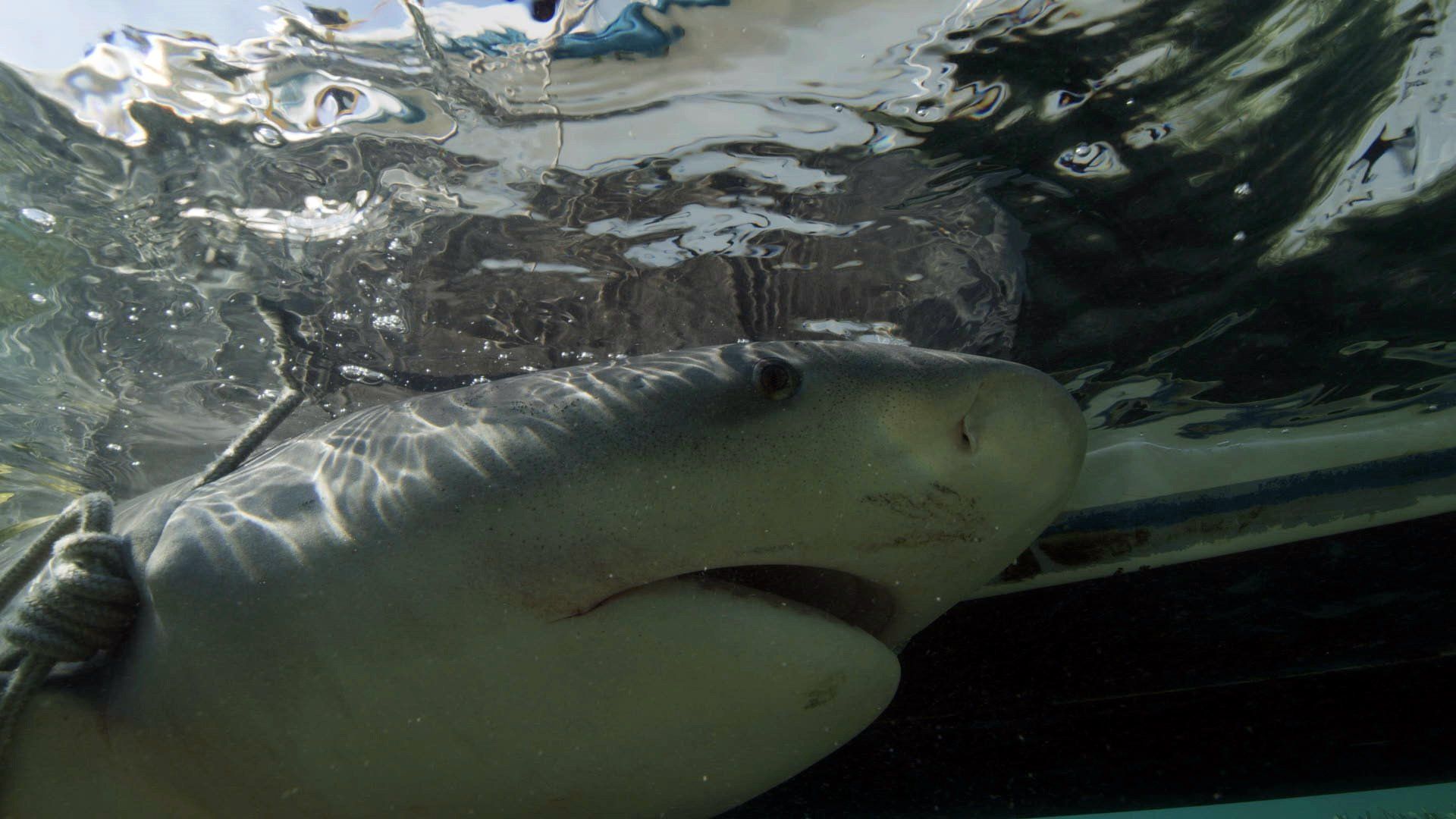 Shark Attack Files background
