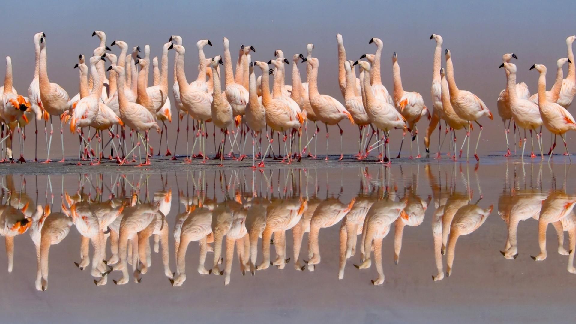 The Americas background