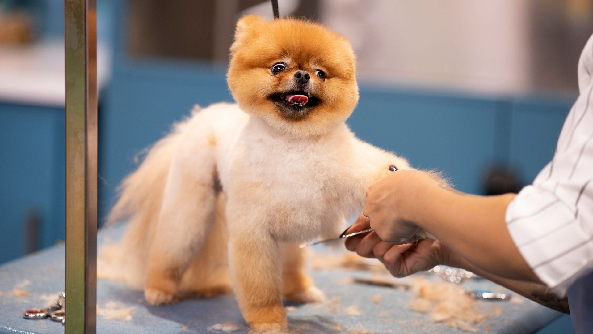 Haute Dog background