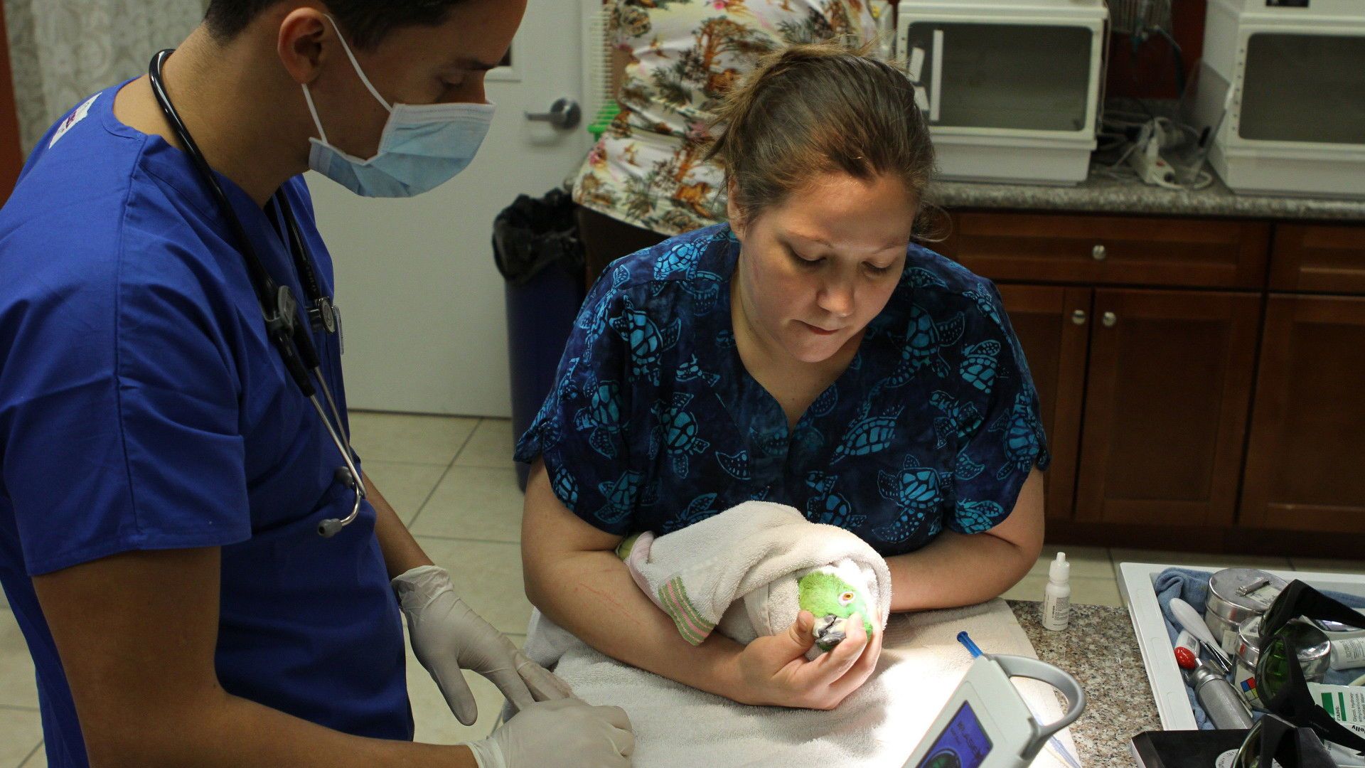 Dr K's Exotic Animal ER background