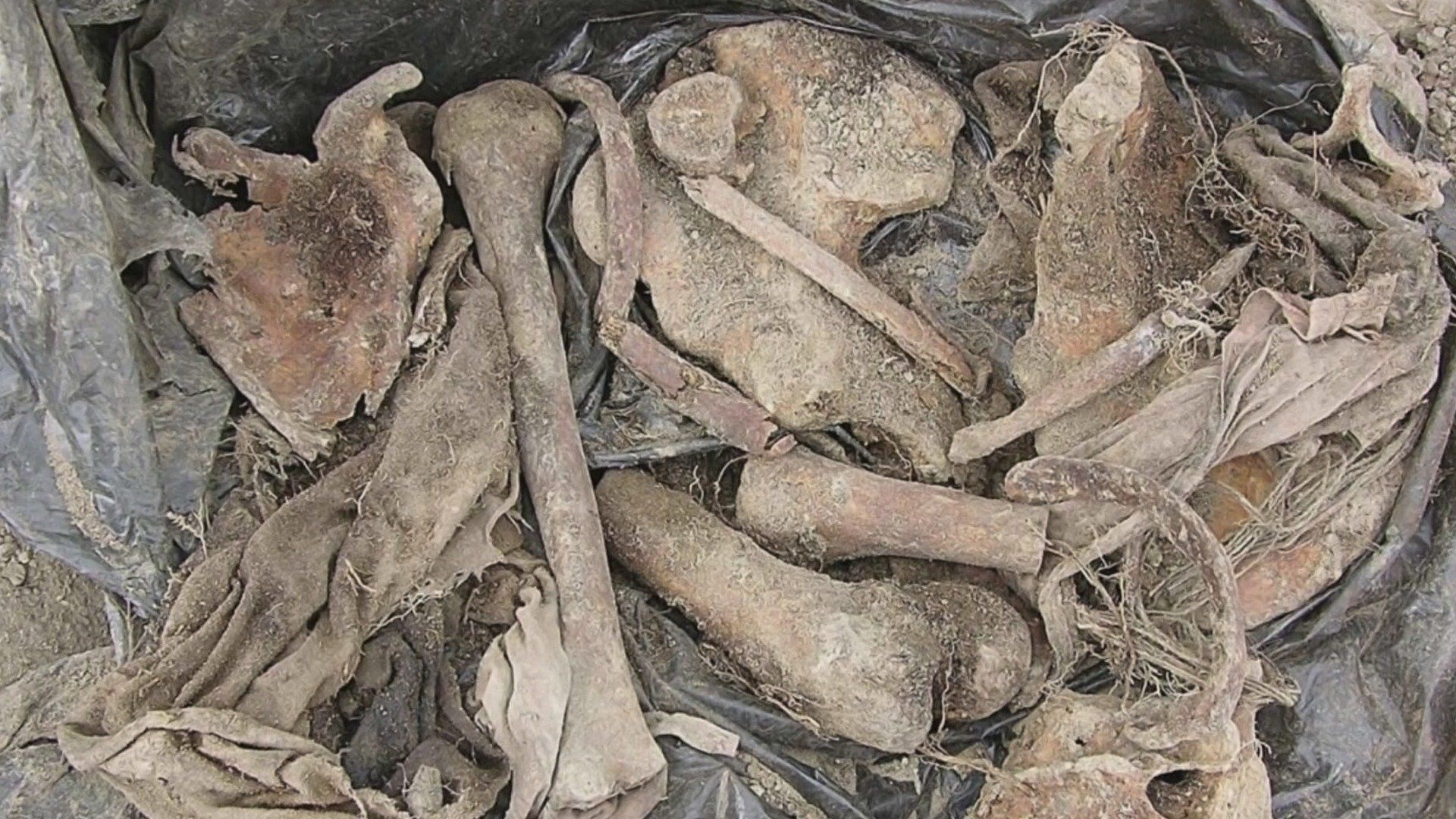 Buried in the Backyard background