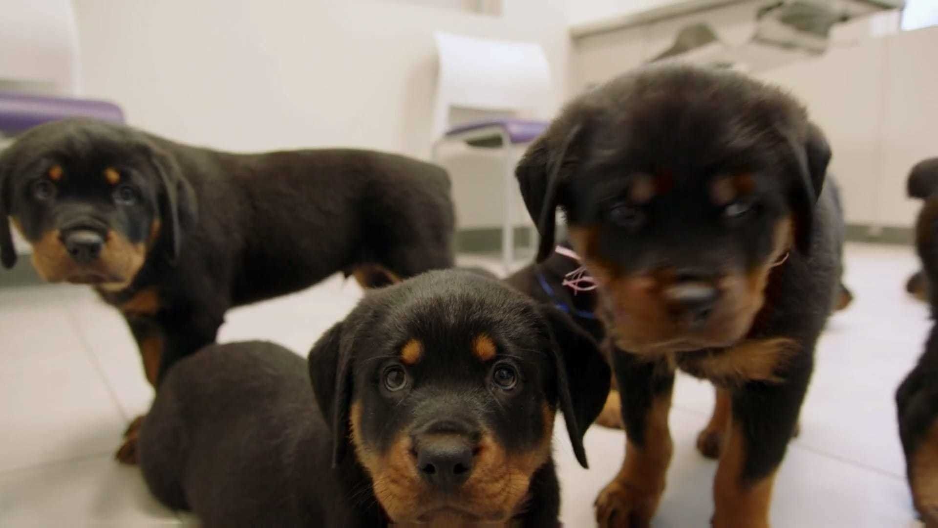 The Vet Life background
