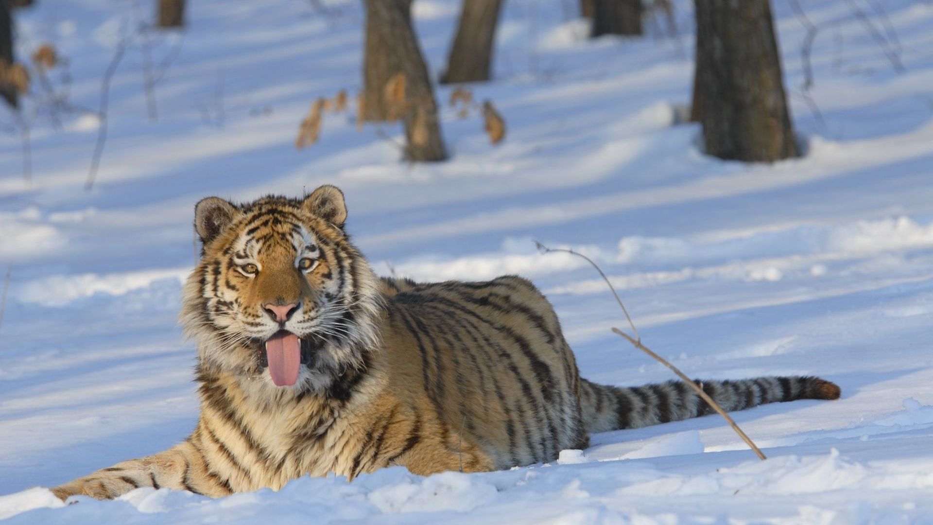 Wild Russia background