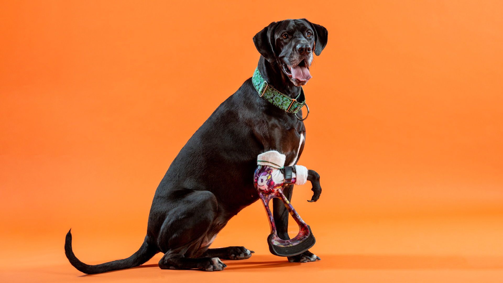 The Wizard of Paws background