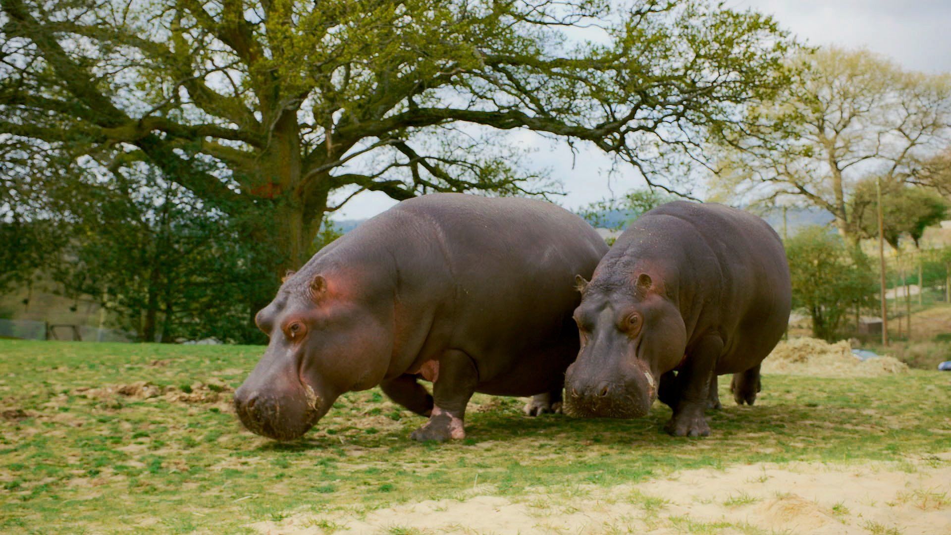 Animal Park background