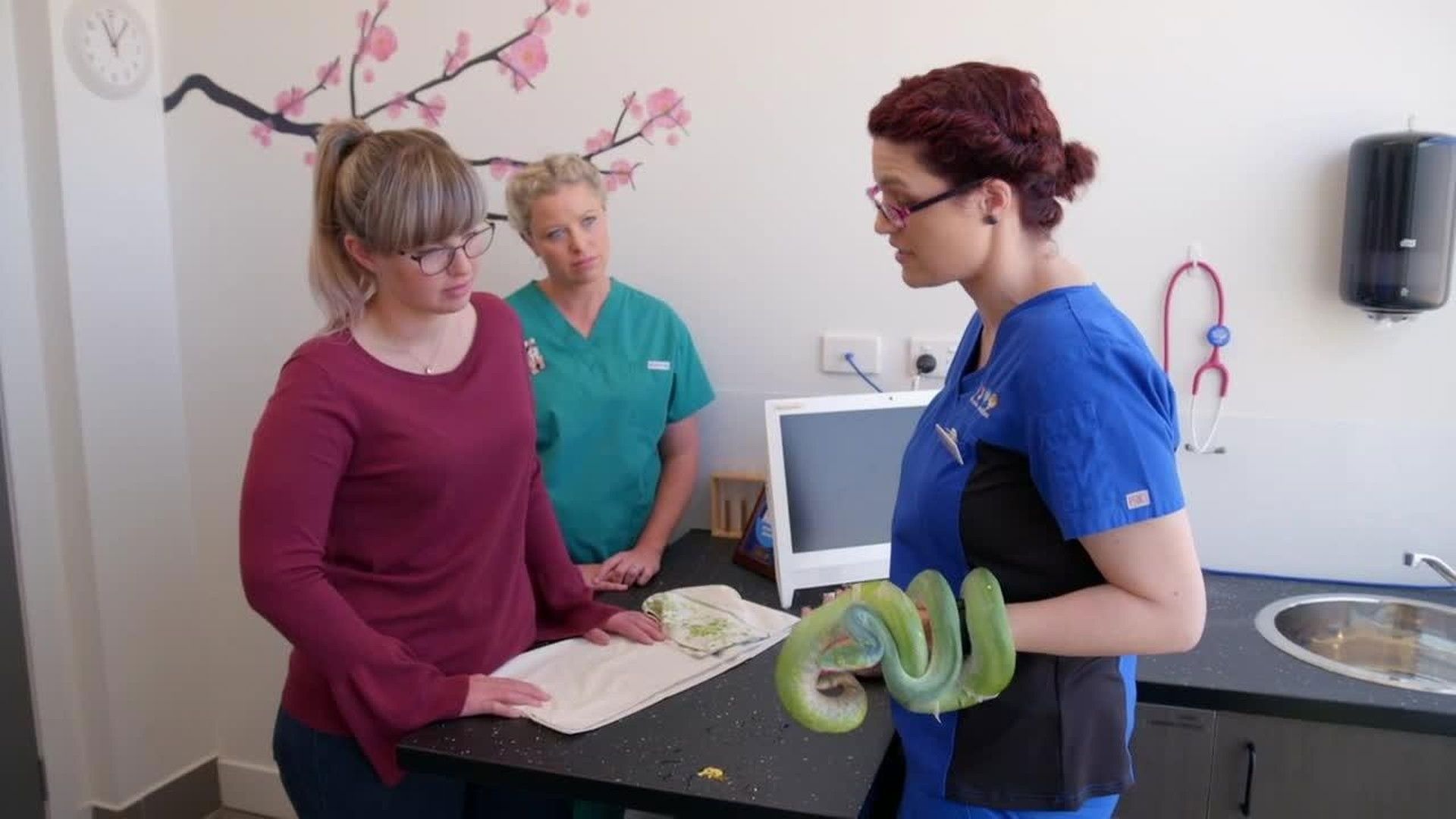 Bondi Vet: Coast to Coast background