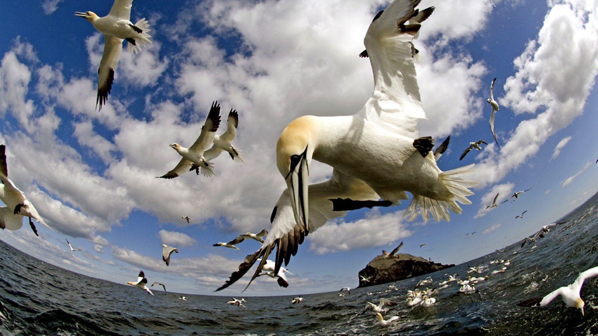 Earthflight background