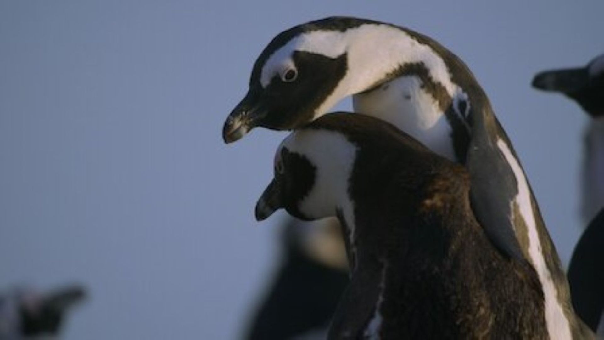 Penguin Town background