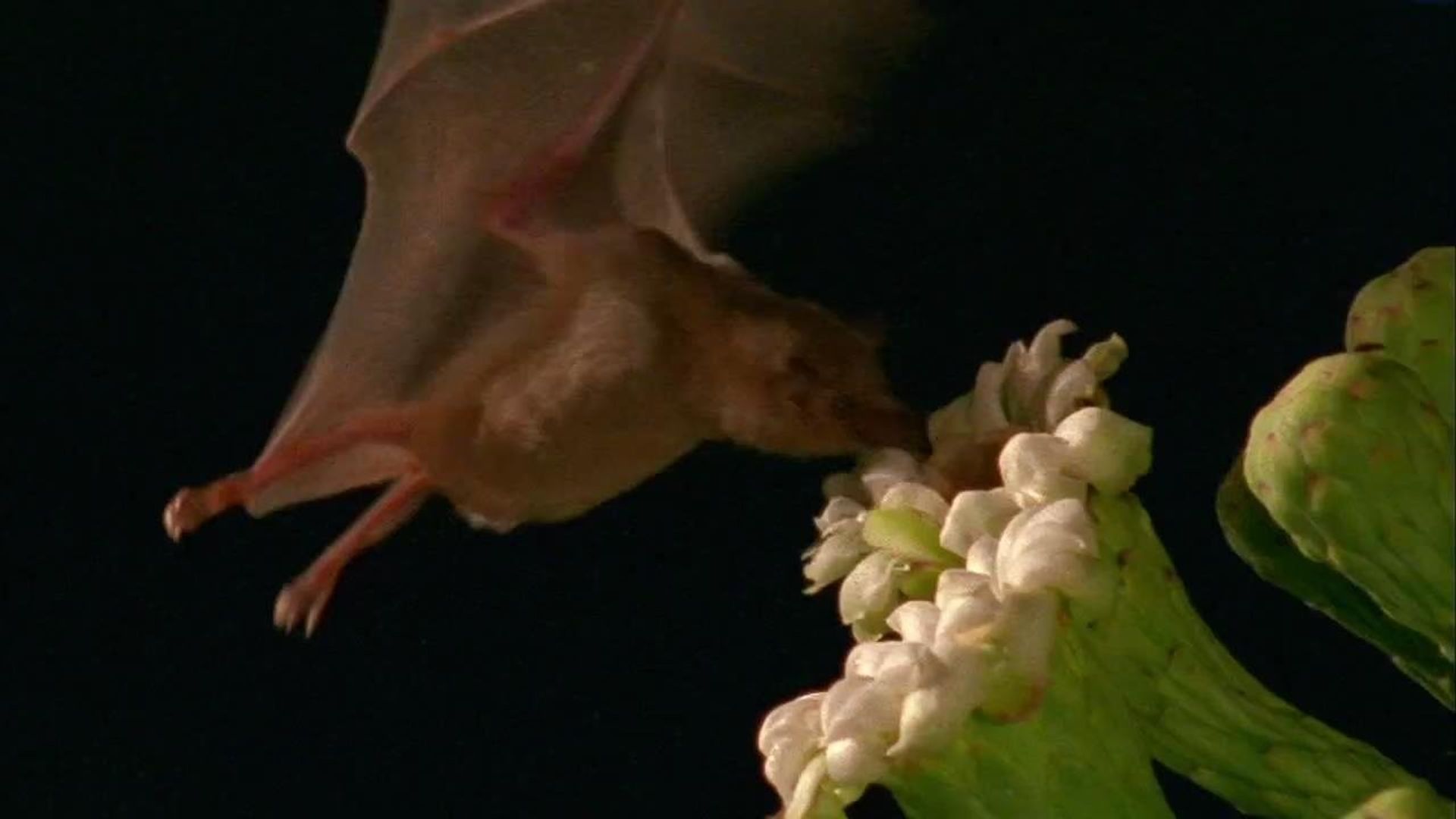 World's Weirdest background