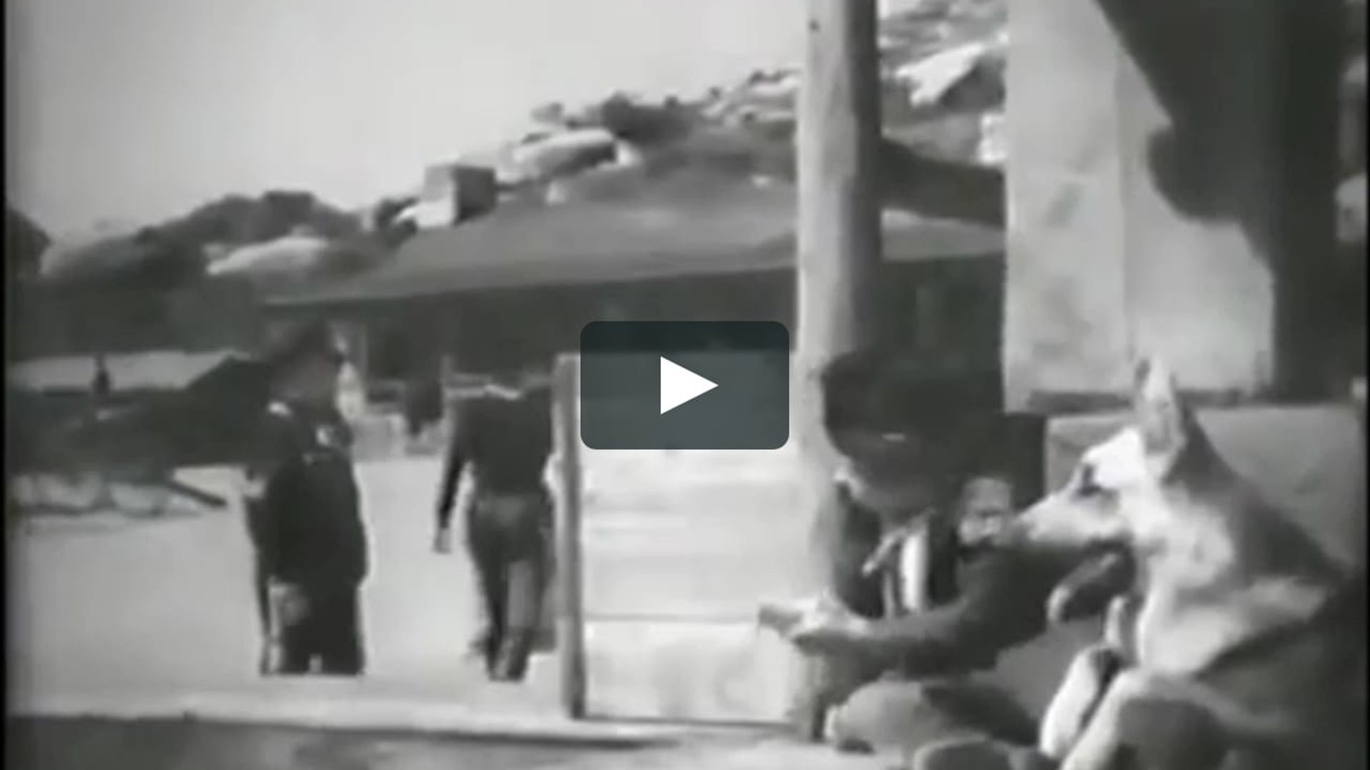 The Adventures of Rin Tin Tin background