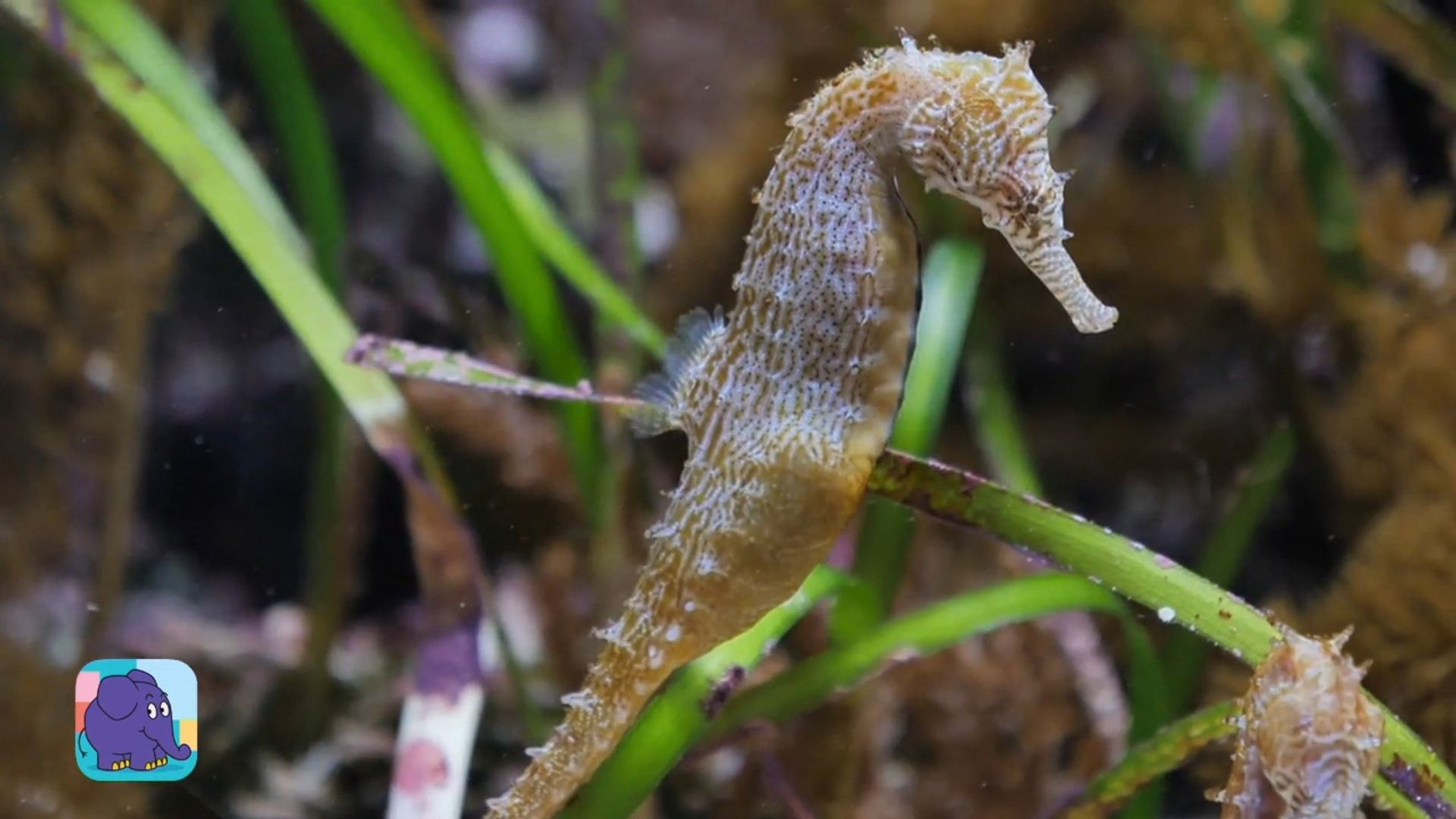 Die Sendung mit dem Elefanten background