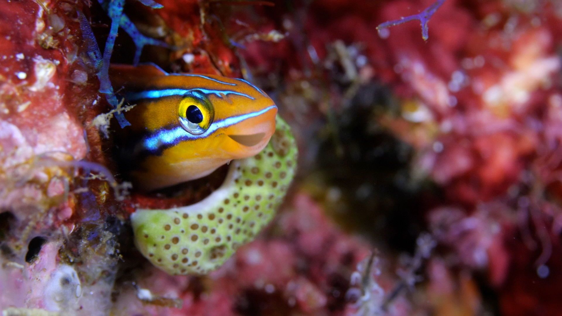 Reef School background