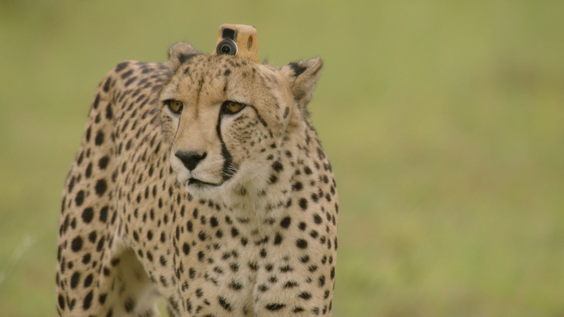 Animals with Cameras background