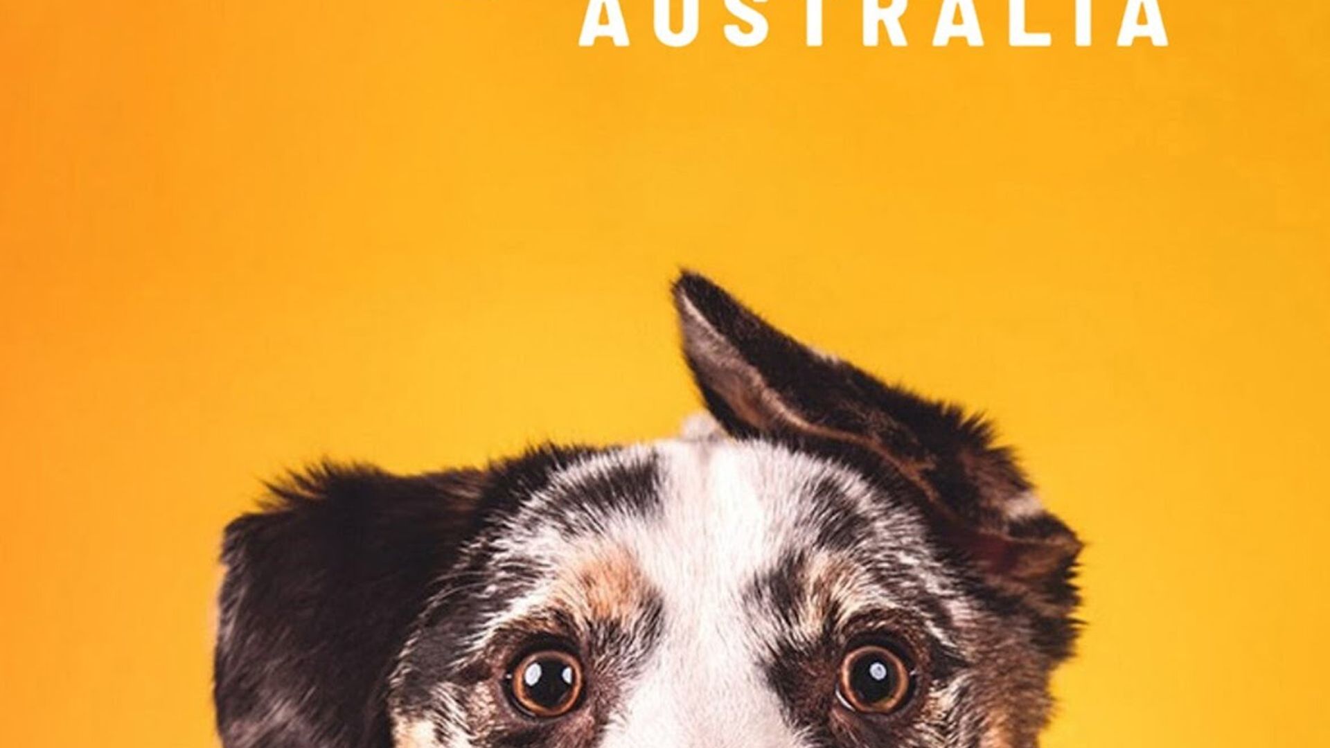 The Dog House Australia background