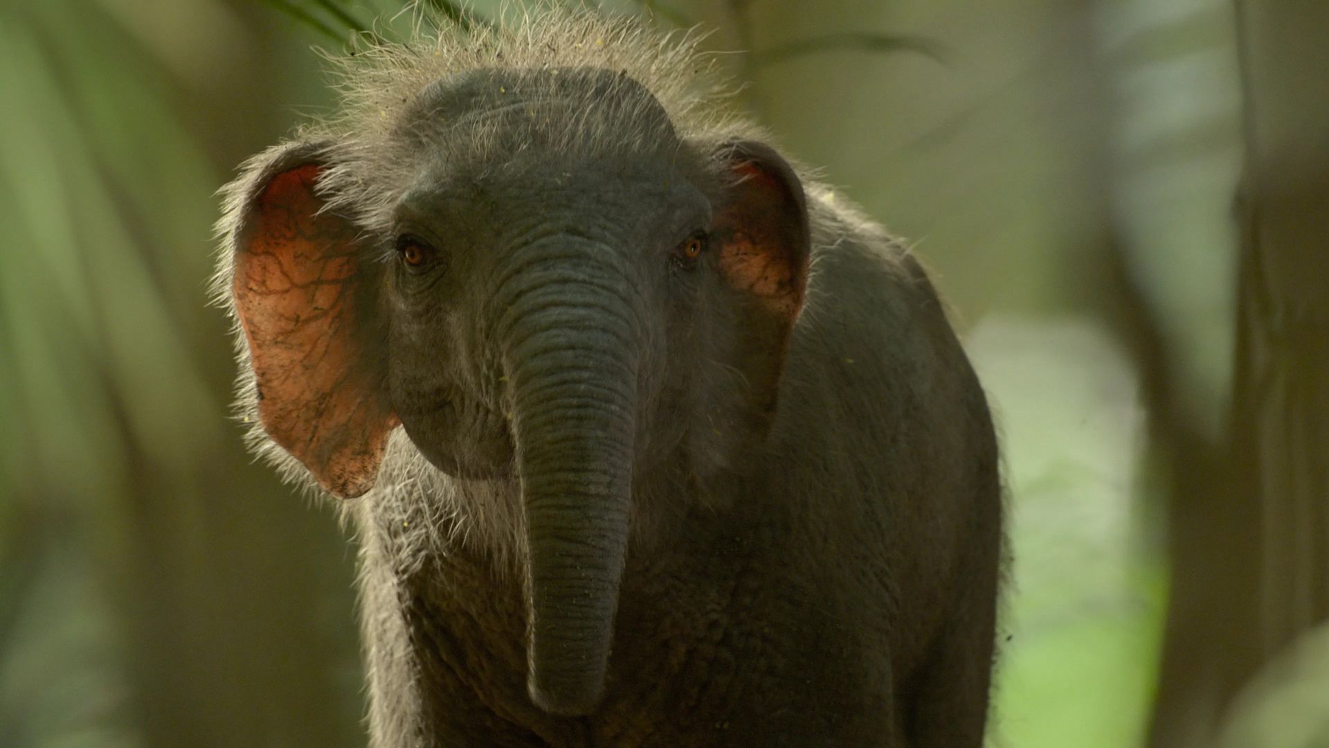 Prehistoric Planet background