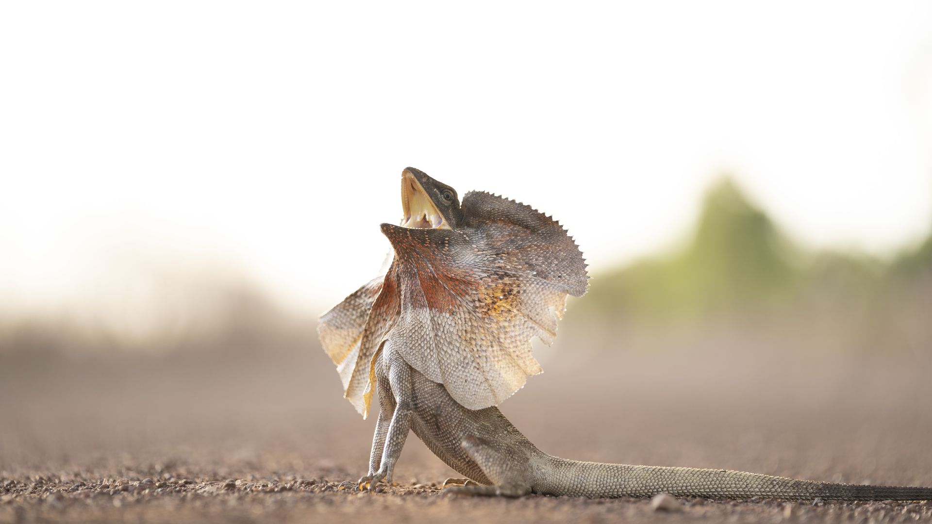 Built to Survive background