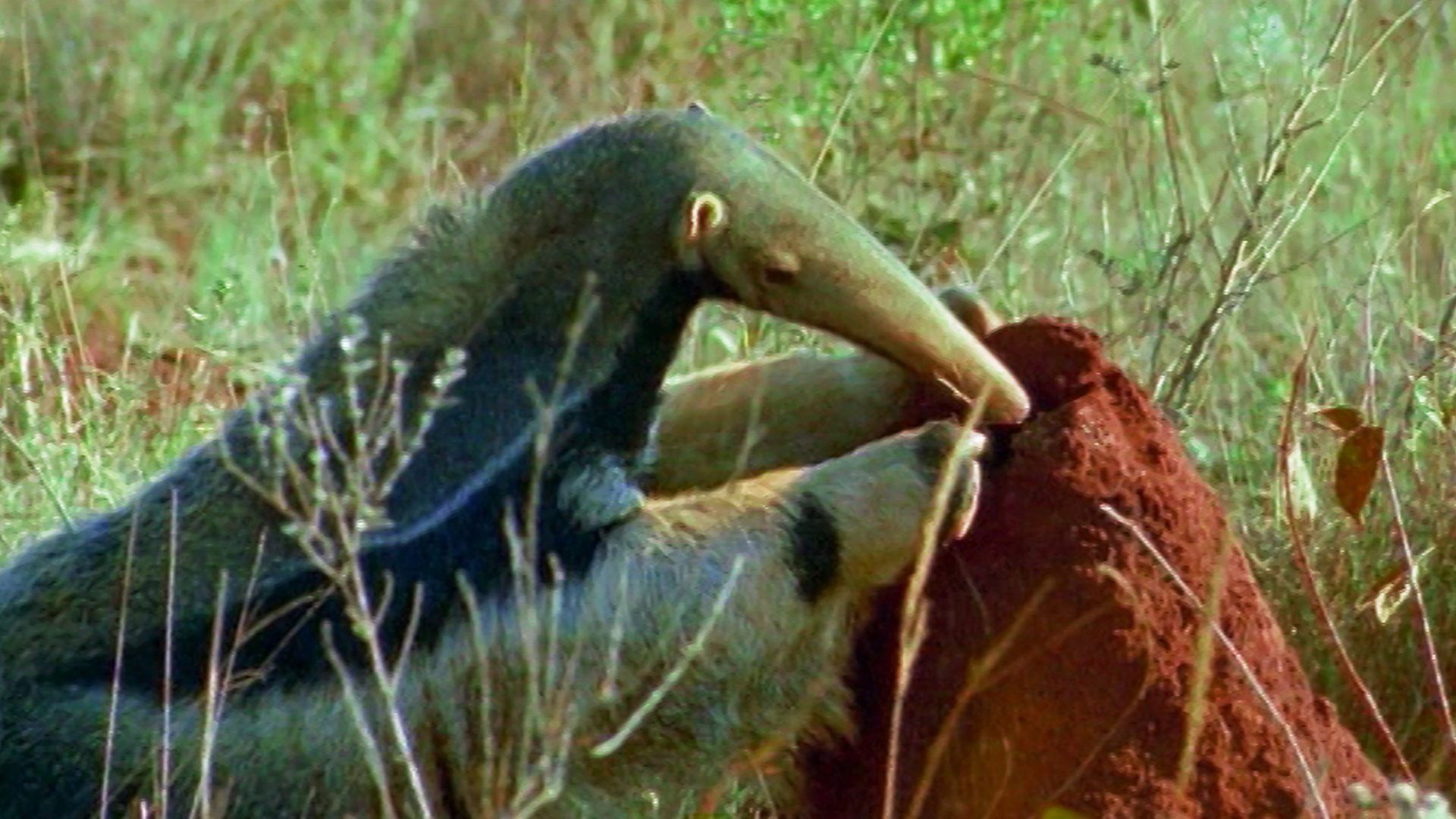 Deadly 60 background