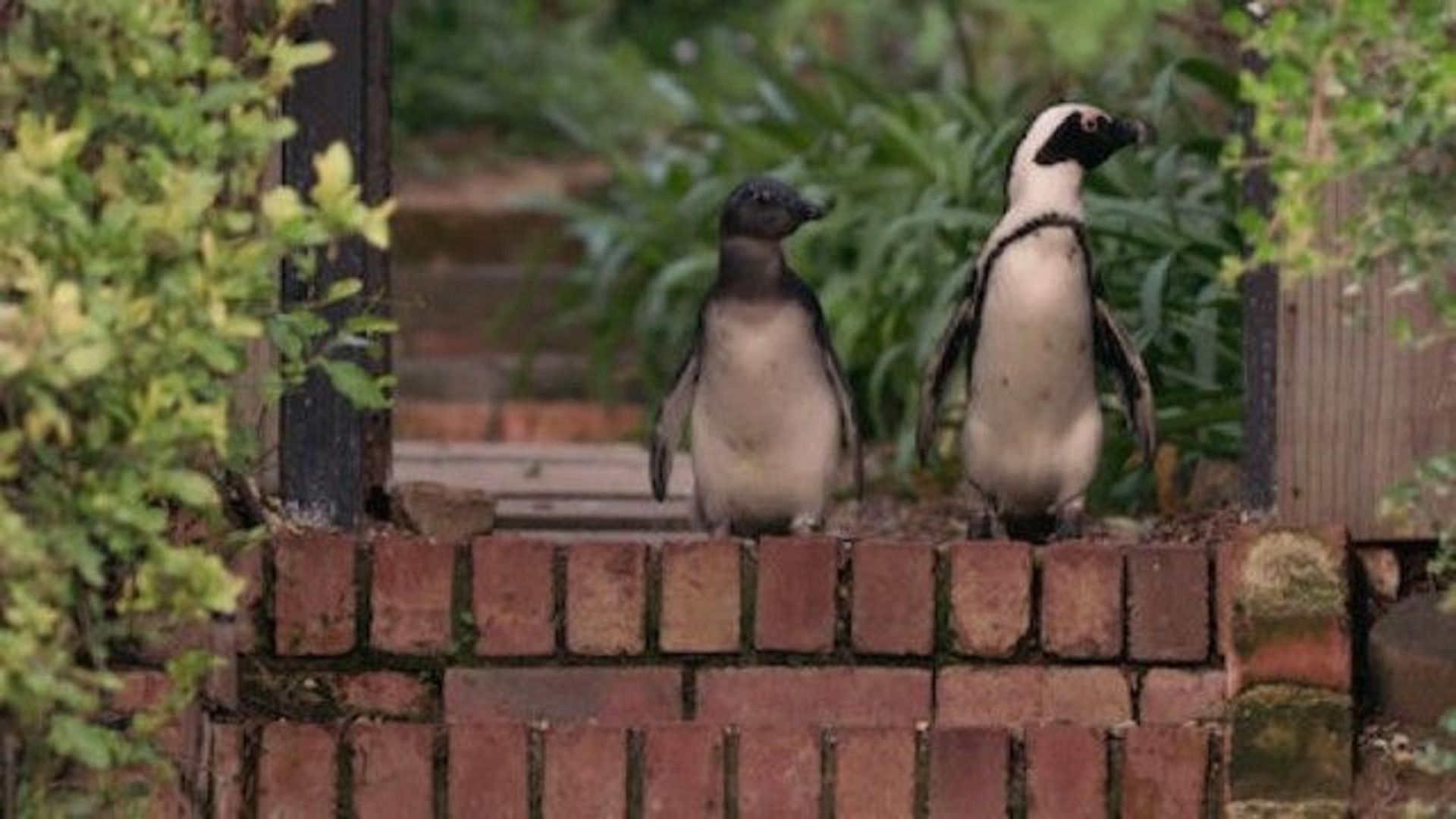 Penguin Town background