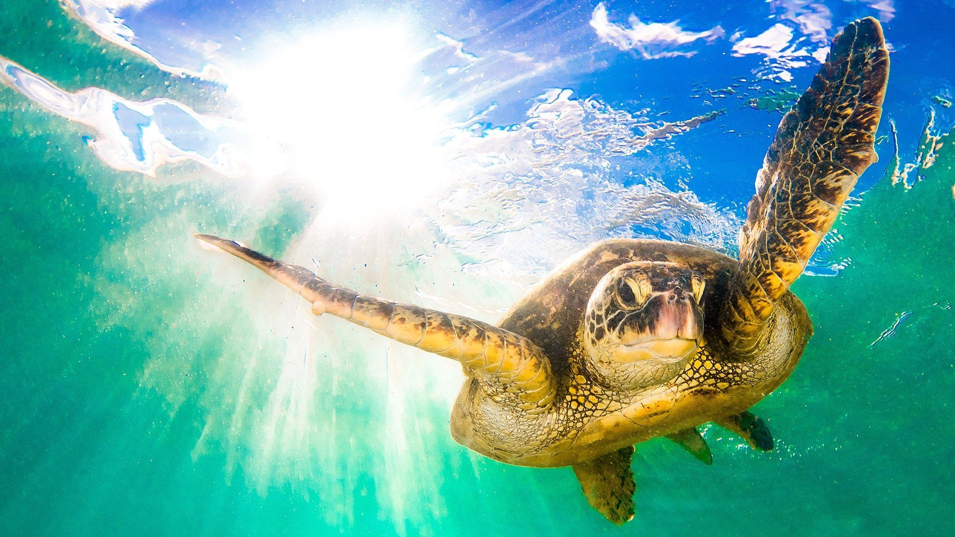 Earth's Tropical Islands background