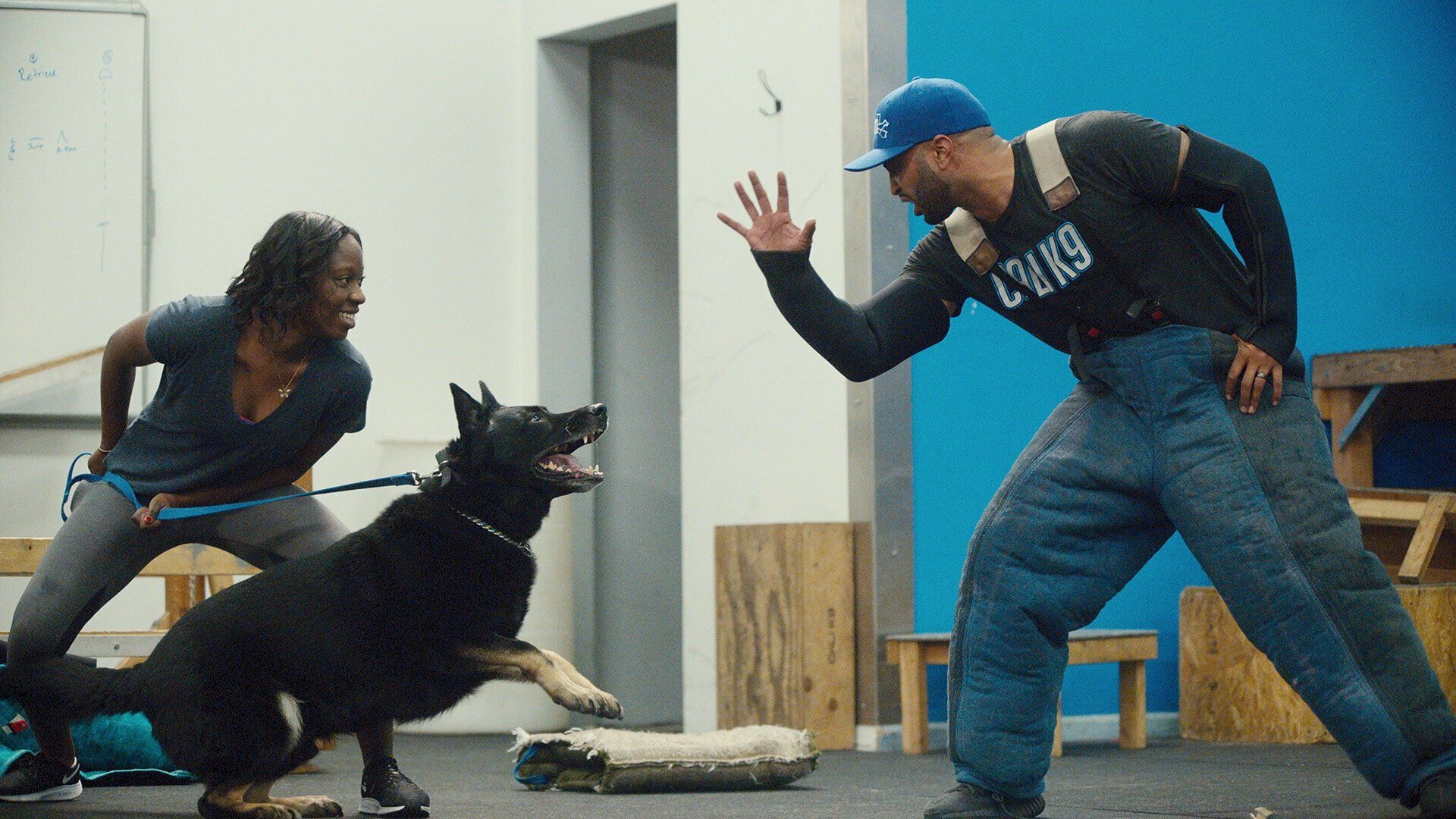 Canine Intervention background