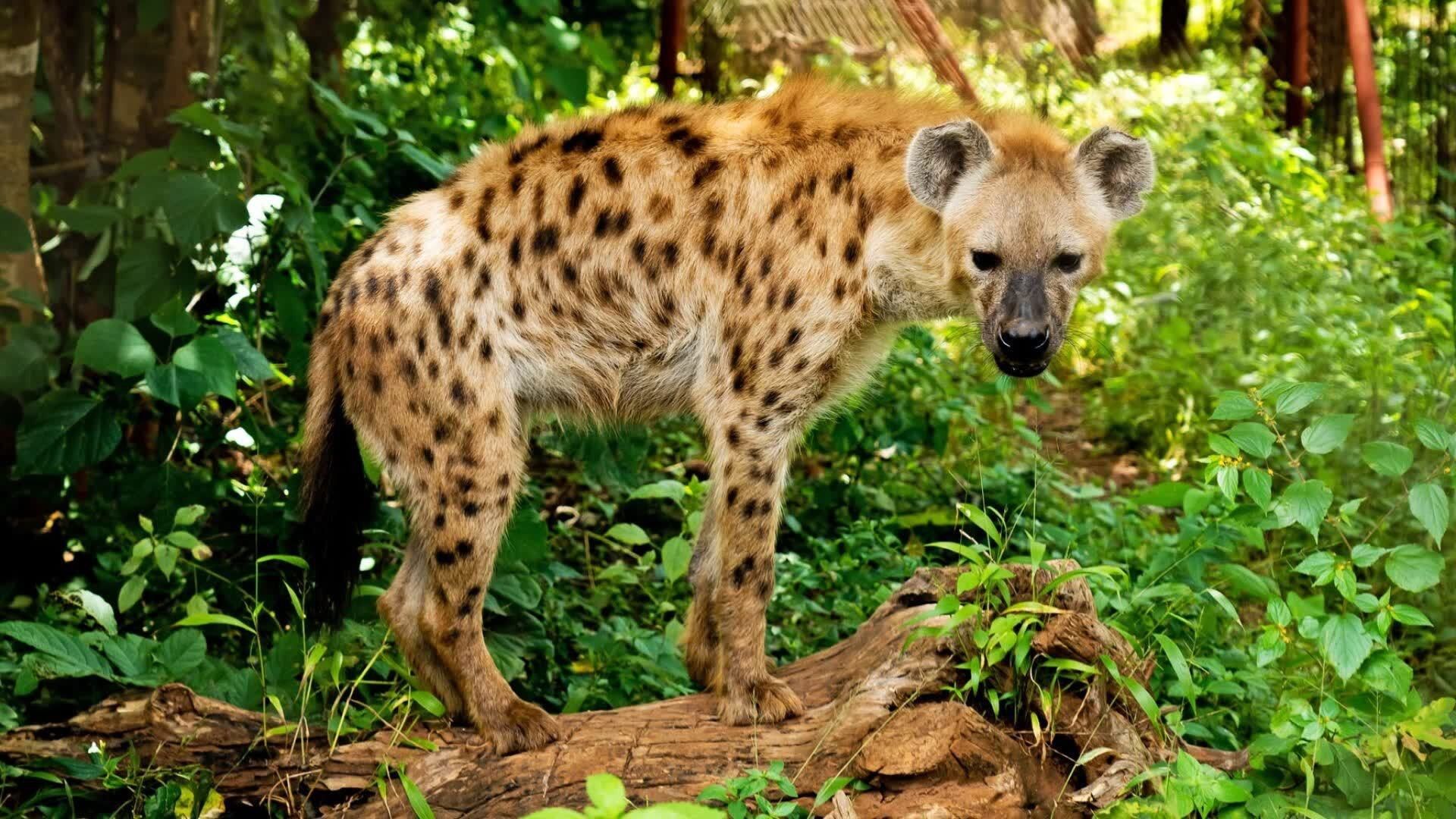 Malawi Wildlife Rescue background