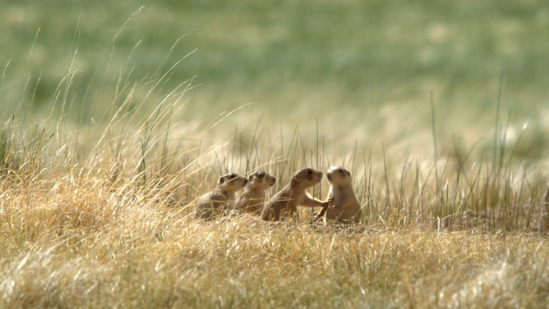 Prairie Dog Manor background