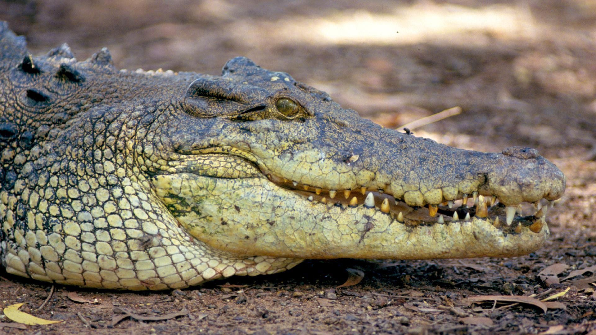 Animal Arms Race background