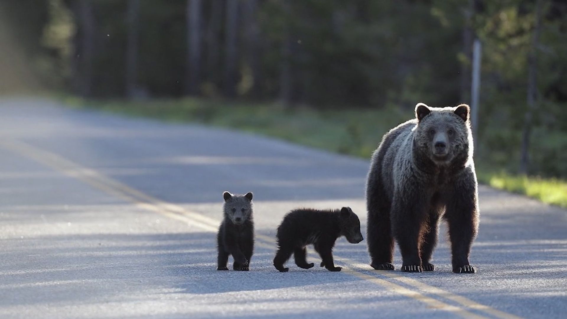 Europe's New Wild background