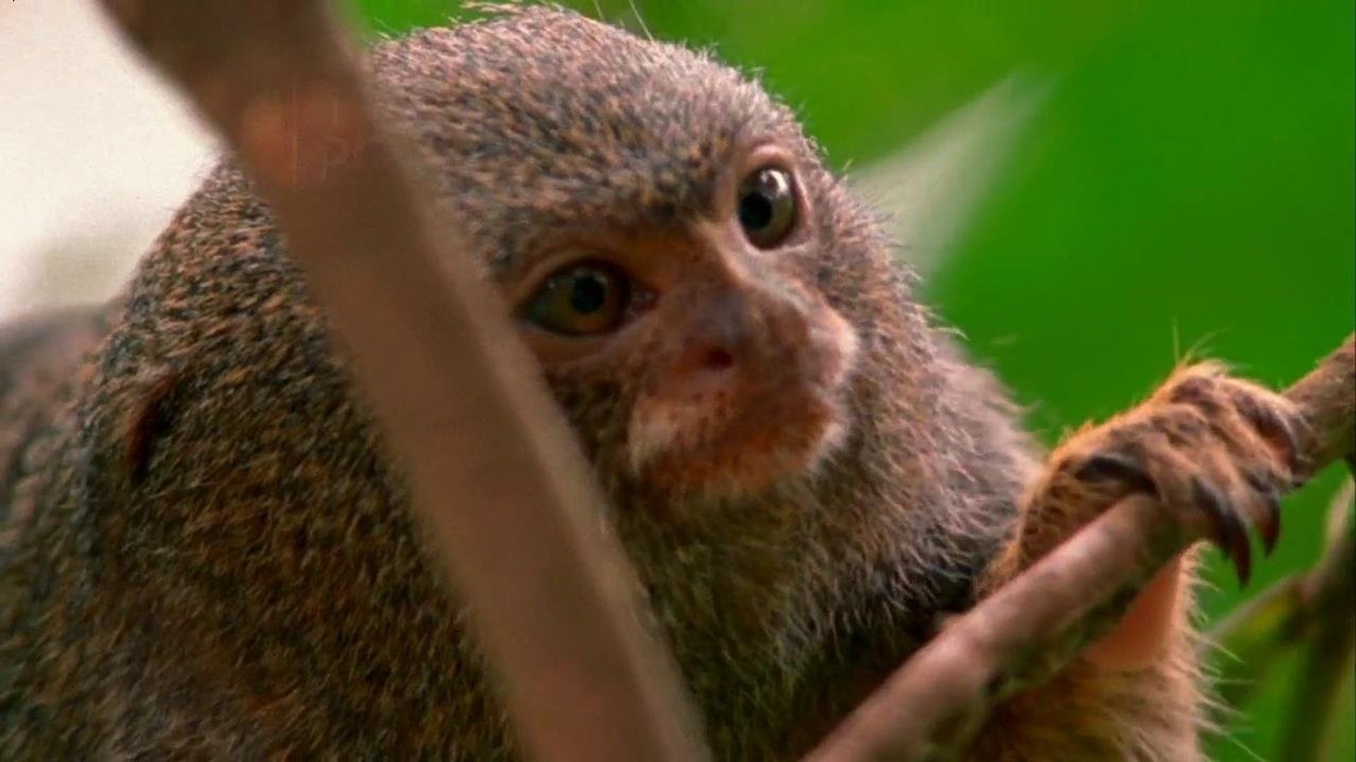 World's Weirdest background