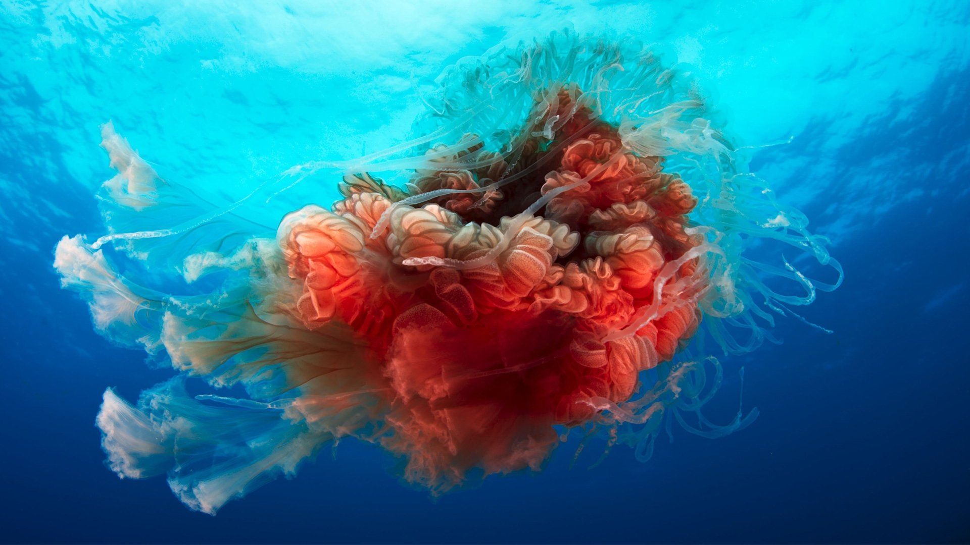 Blue Planet II background