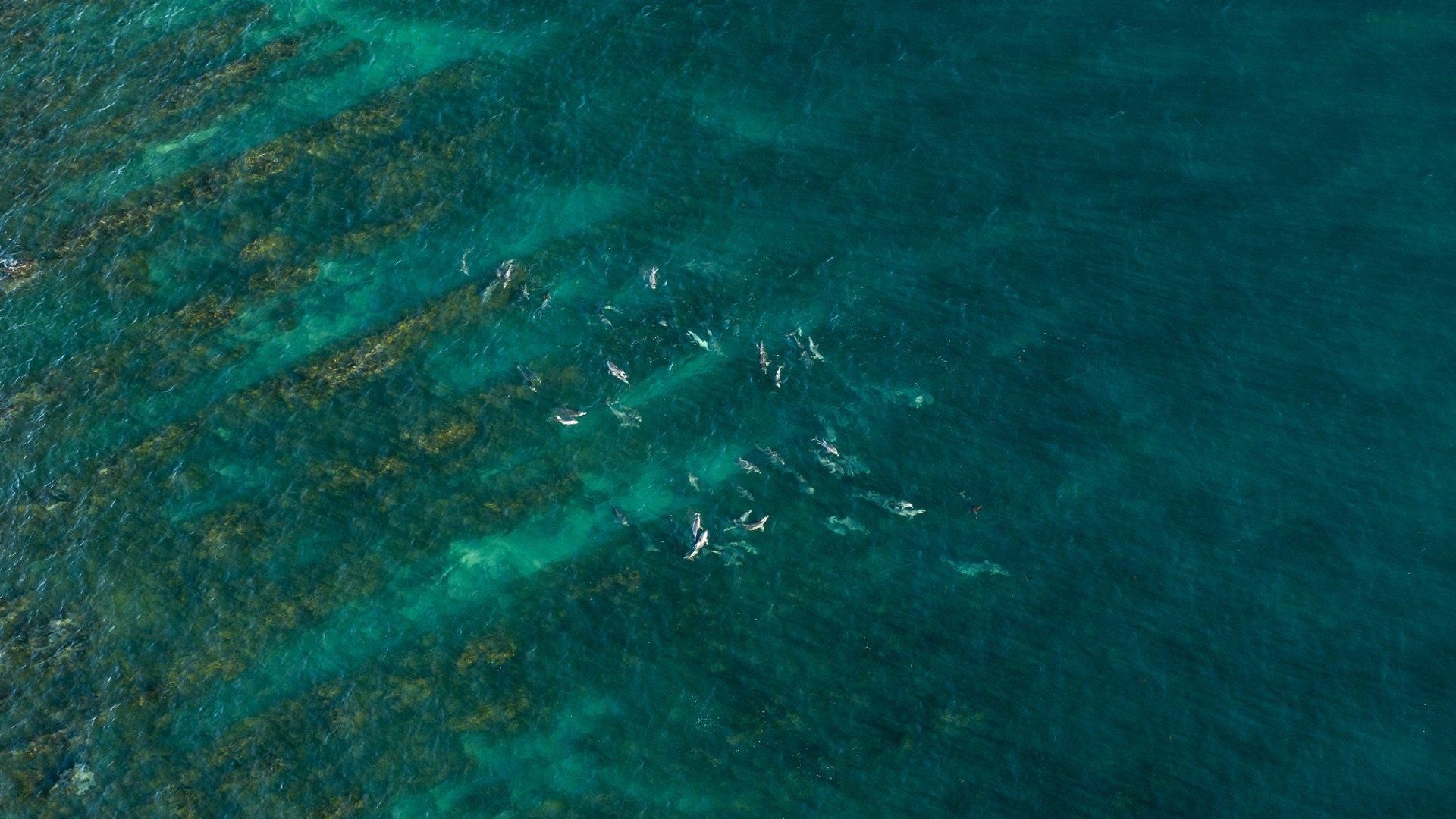 Super Shark Highway background