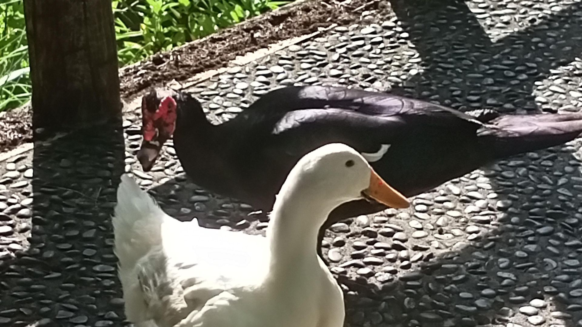 Santiago of the Seas background