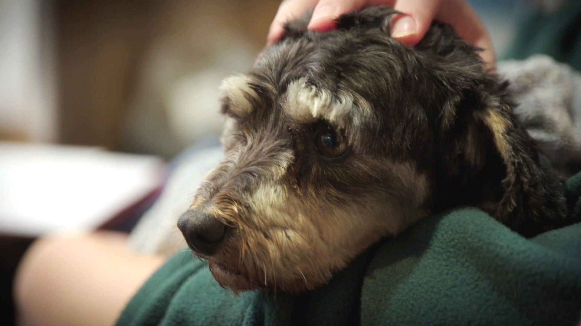 The Dog House New Zealand background