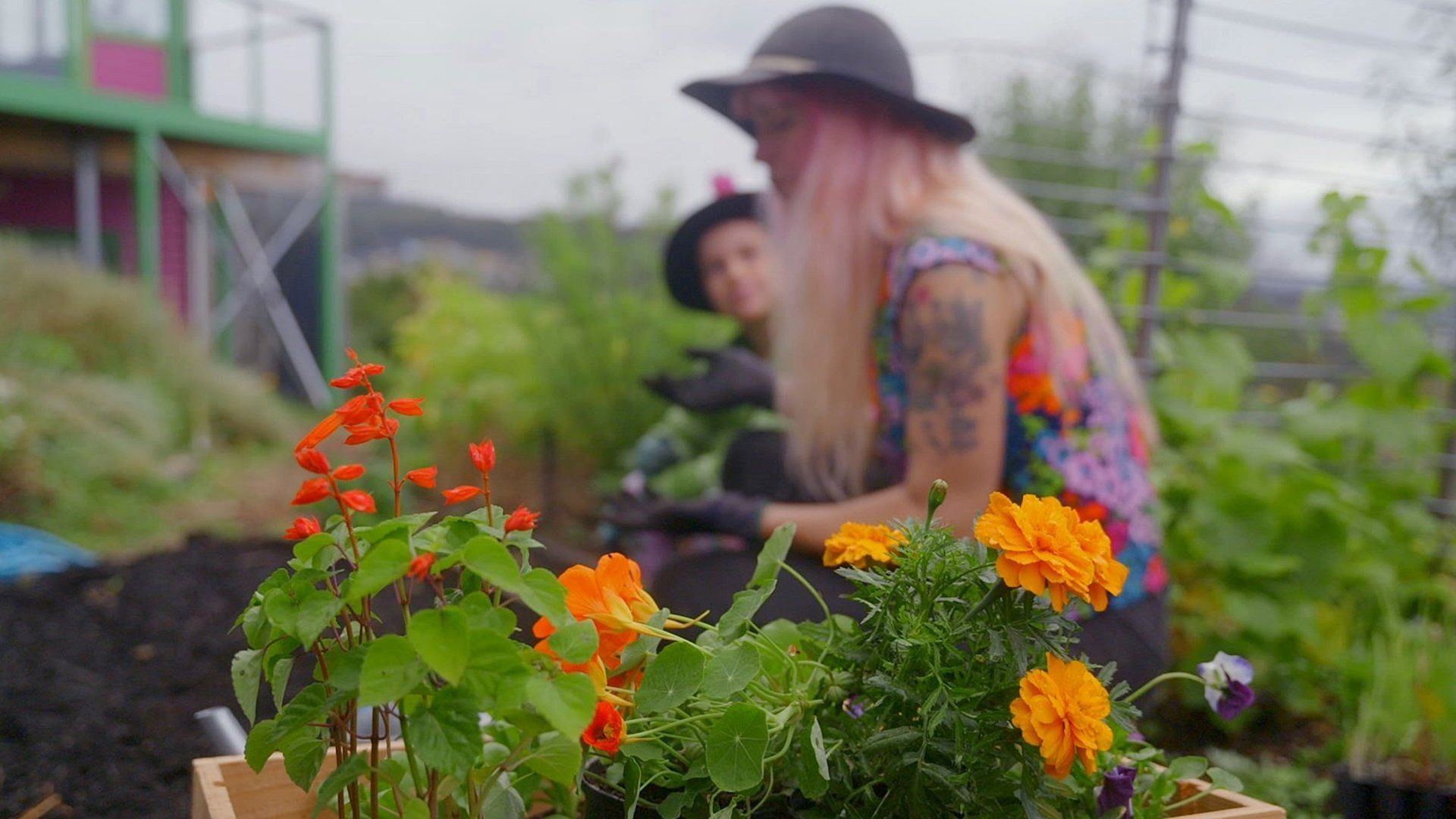 Gardening Australia Junior background