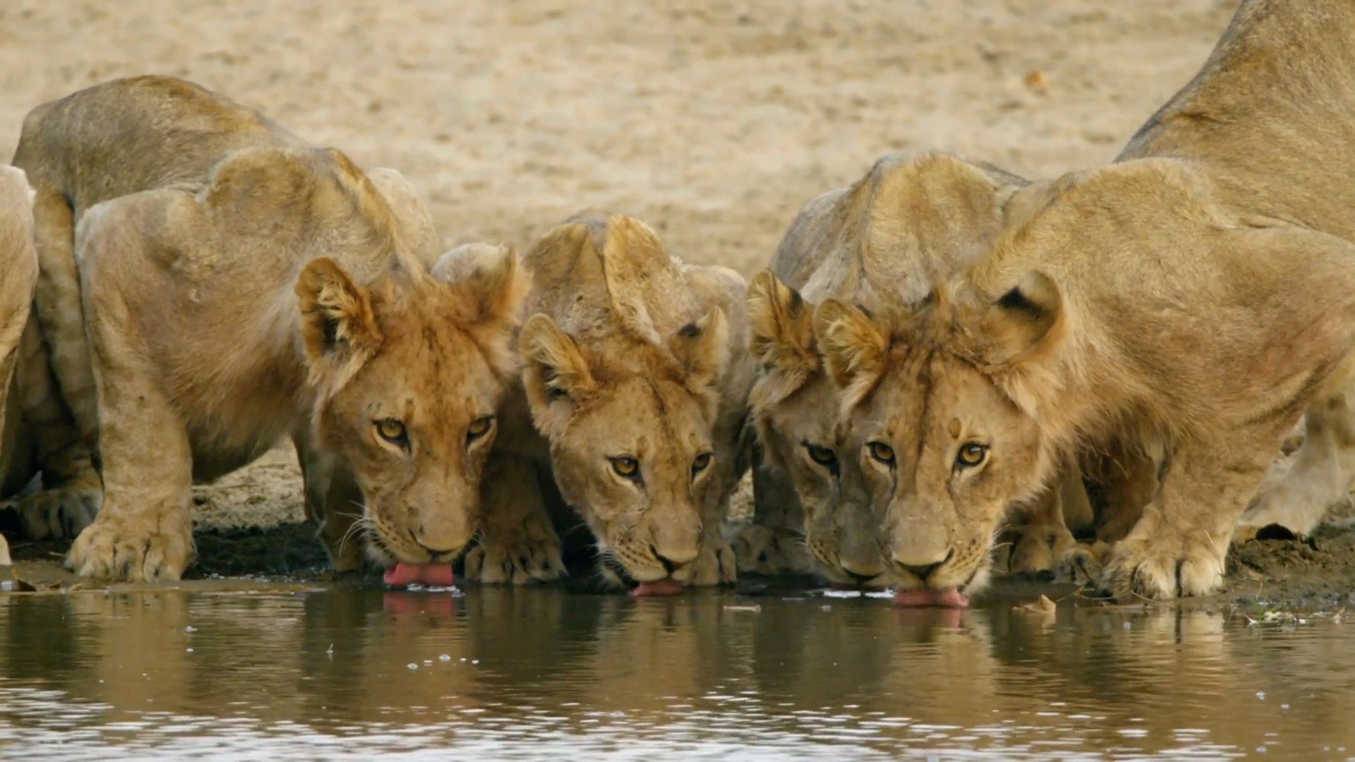 Africa's Hunters background