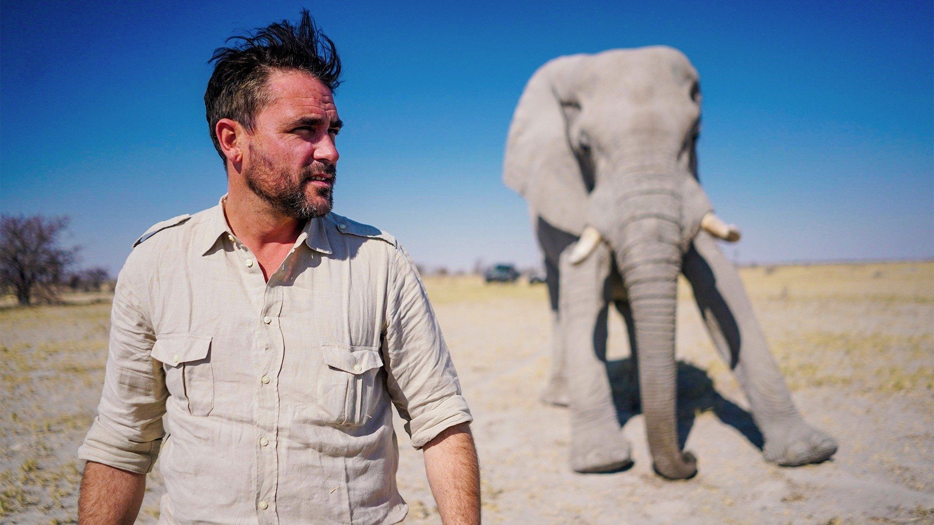 Walking with Elephants background