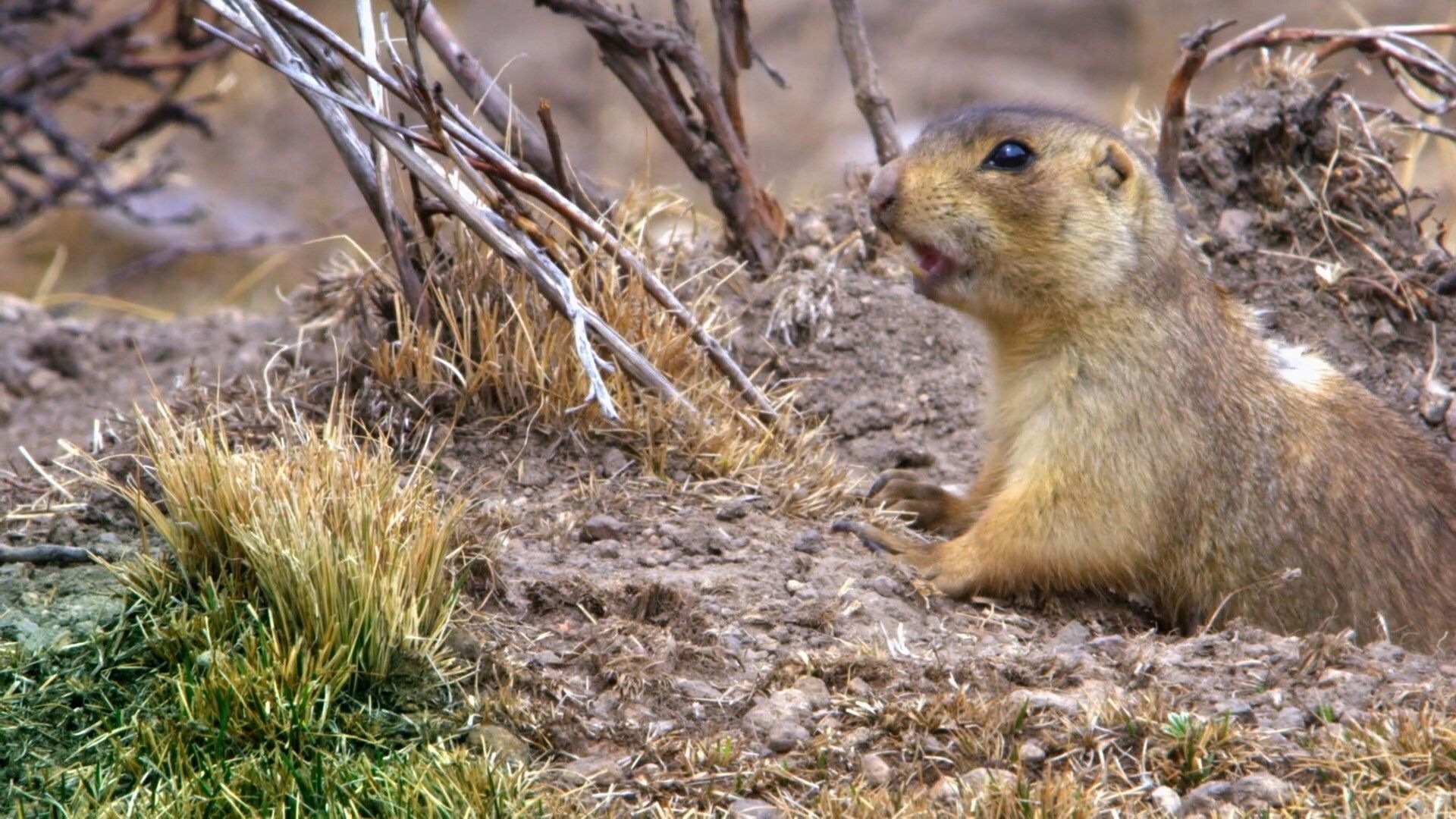 Prairie Dog Manor background