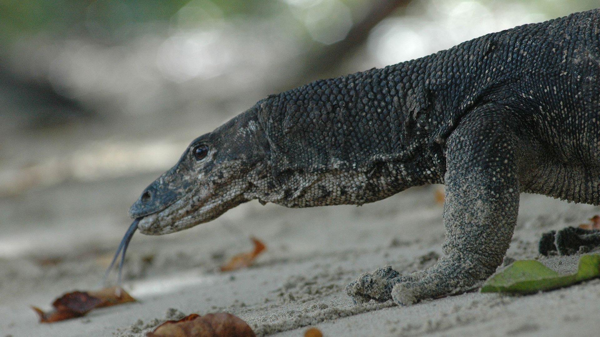 Destination Wild: Indonesia background