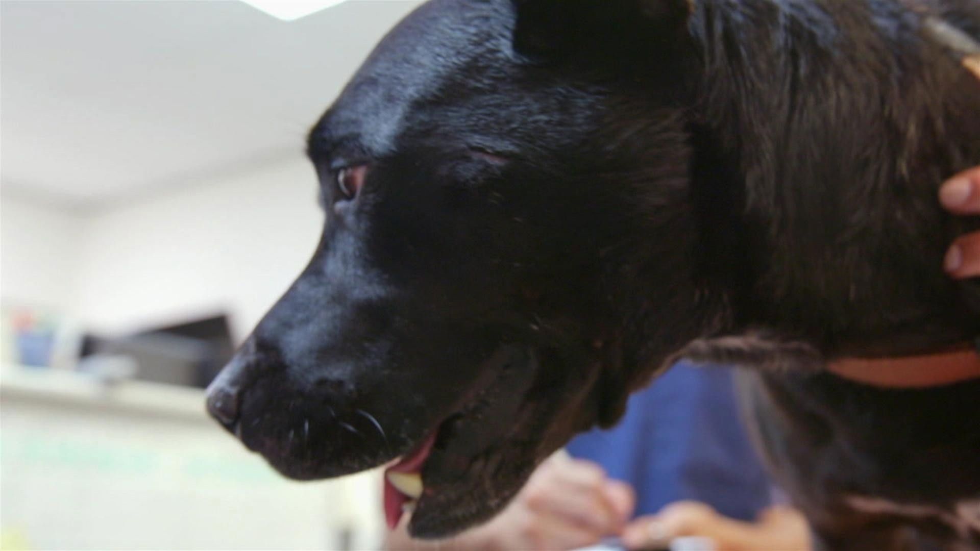 Bondi Vet: Coast to Coast background