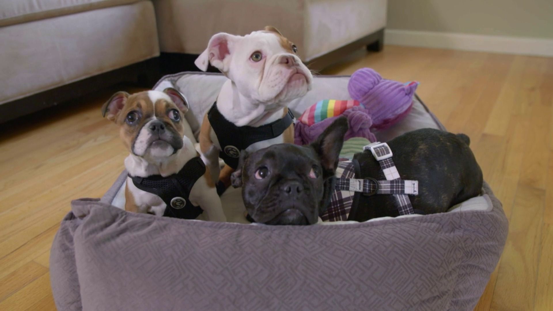 The Wizard of Paws background