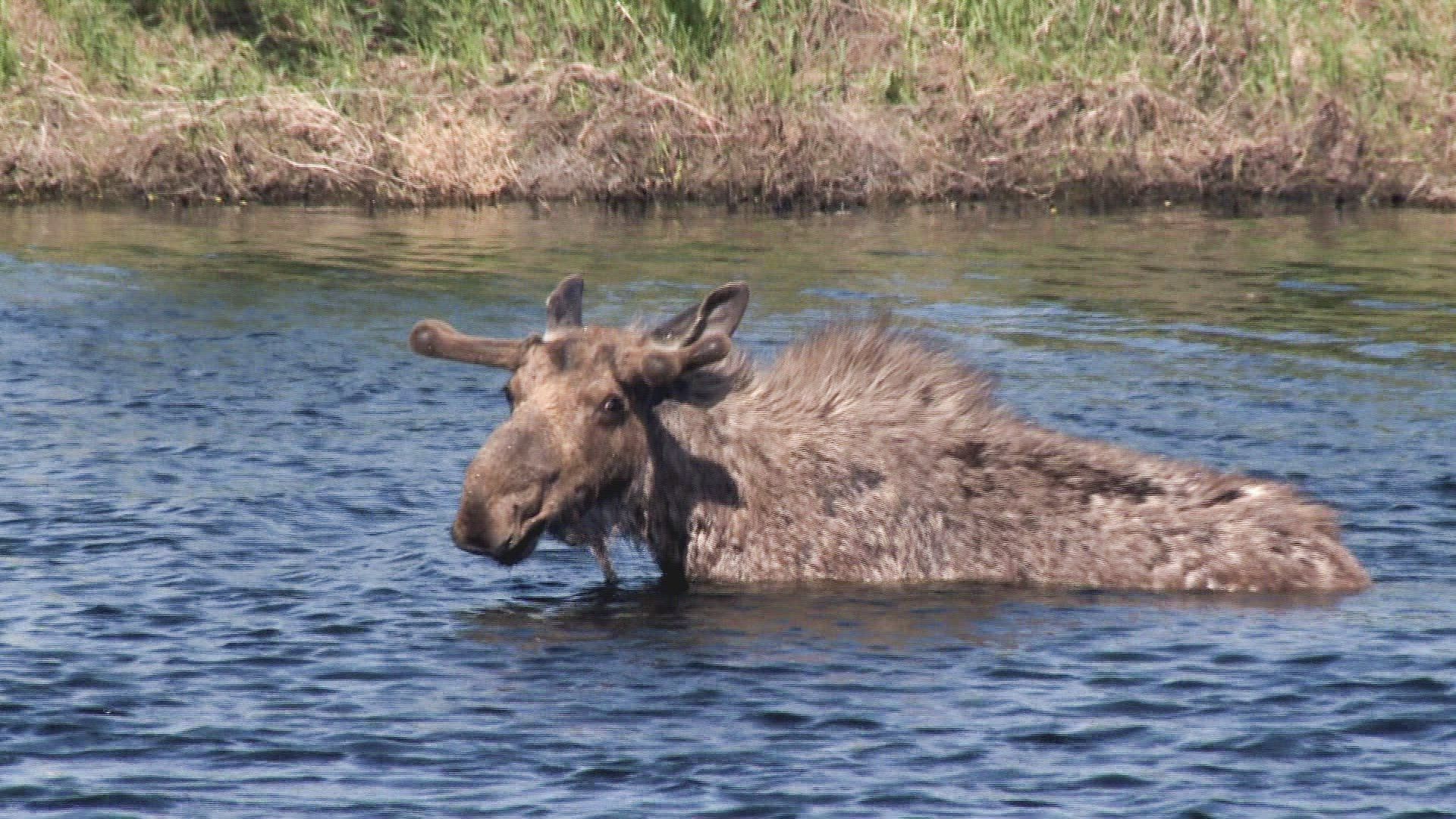 Yellowstone Wardens background