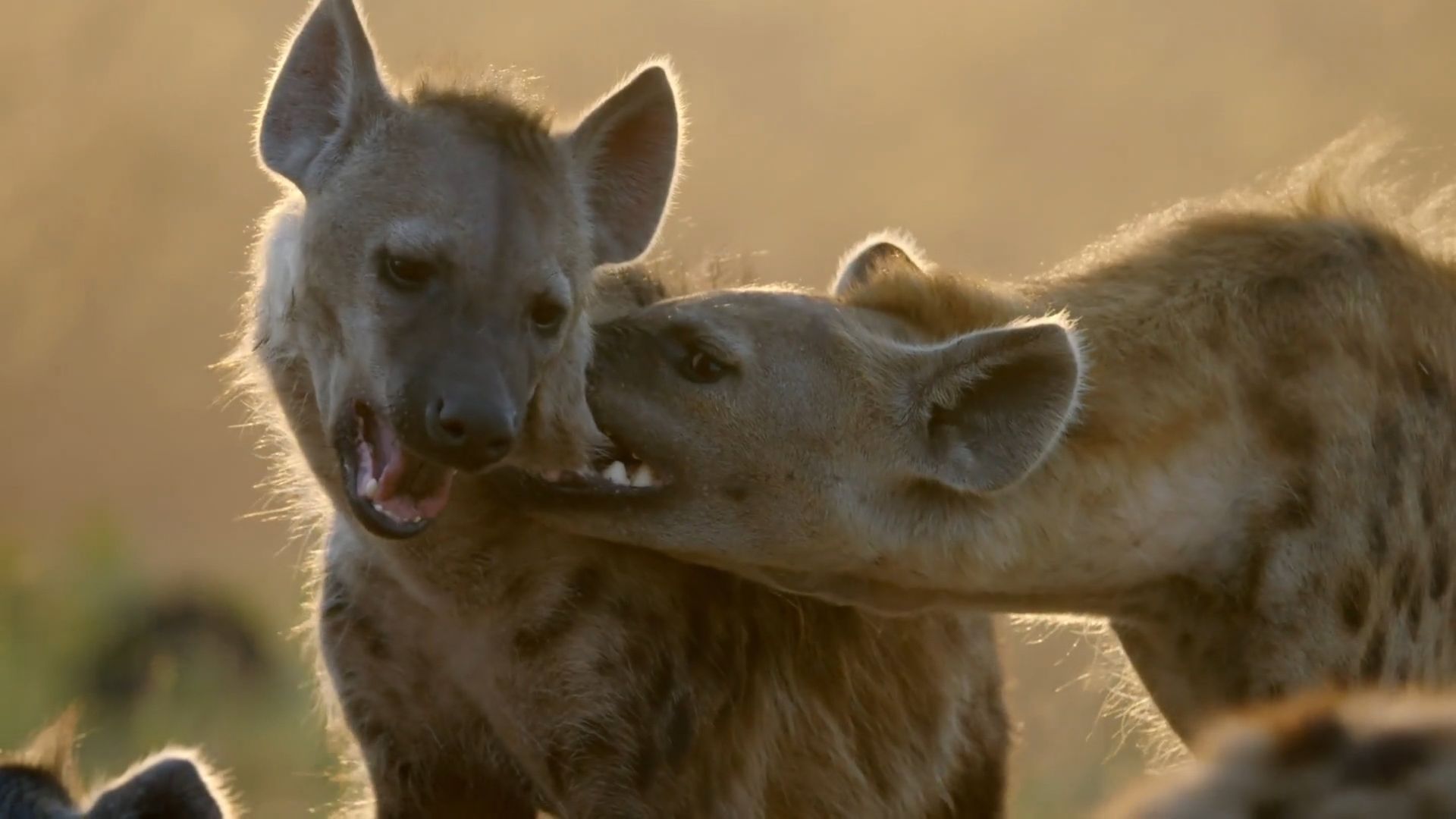 Africa's Hunters background