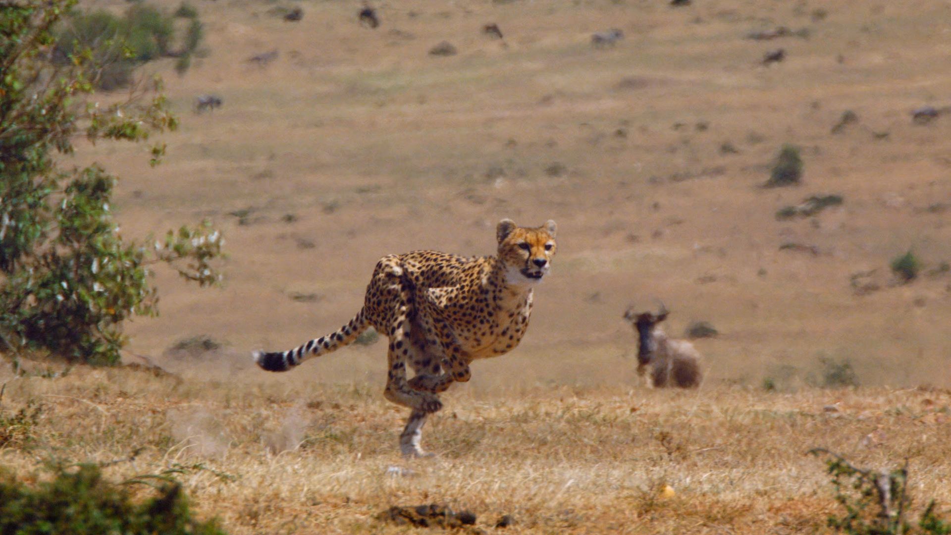 The Hunt background